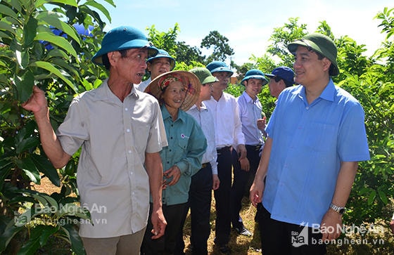 Bí thư Tỉnh ủy Nguyễn Đắc Vinh thăm mô hình trồng bơ của gia đình ông Trần Hưng Đạo, xã Nghĩa Phú, huyện Nghĩa Đàn. Ảnh tư liệu.