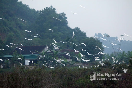 Mỗi khi chiều về, đàn cò lại tập trung về đây để trú ngụ. Những người dân nơi đây cho biết, dù đầm ruộng này nằm chỉ cách khu dân cư chừng vài trăm mét nhưng đàn cò vẫn vô tư trú ngụ. Ảnh: Đào Thọ