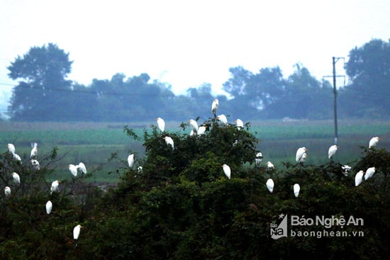 Cò thu mình đậu trắng trên cây. Ảnh: Đào Thọ