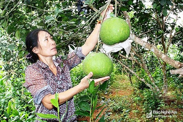 Mô hình trồng bưởi hồng Quang Tiến của nông dân thị xã Thái Hoà. Ảnh: PB