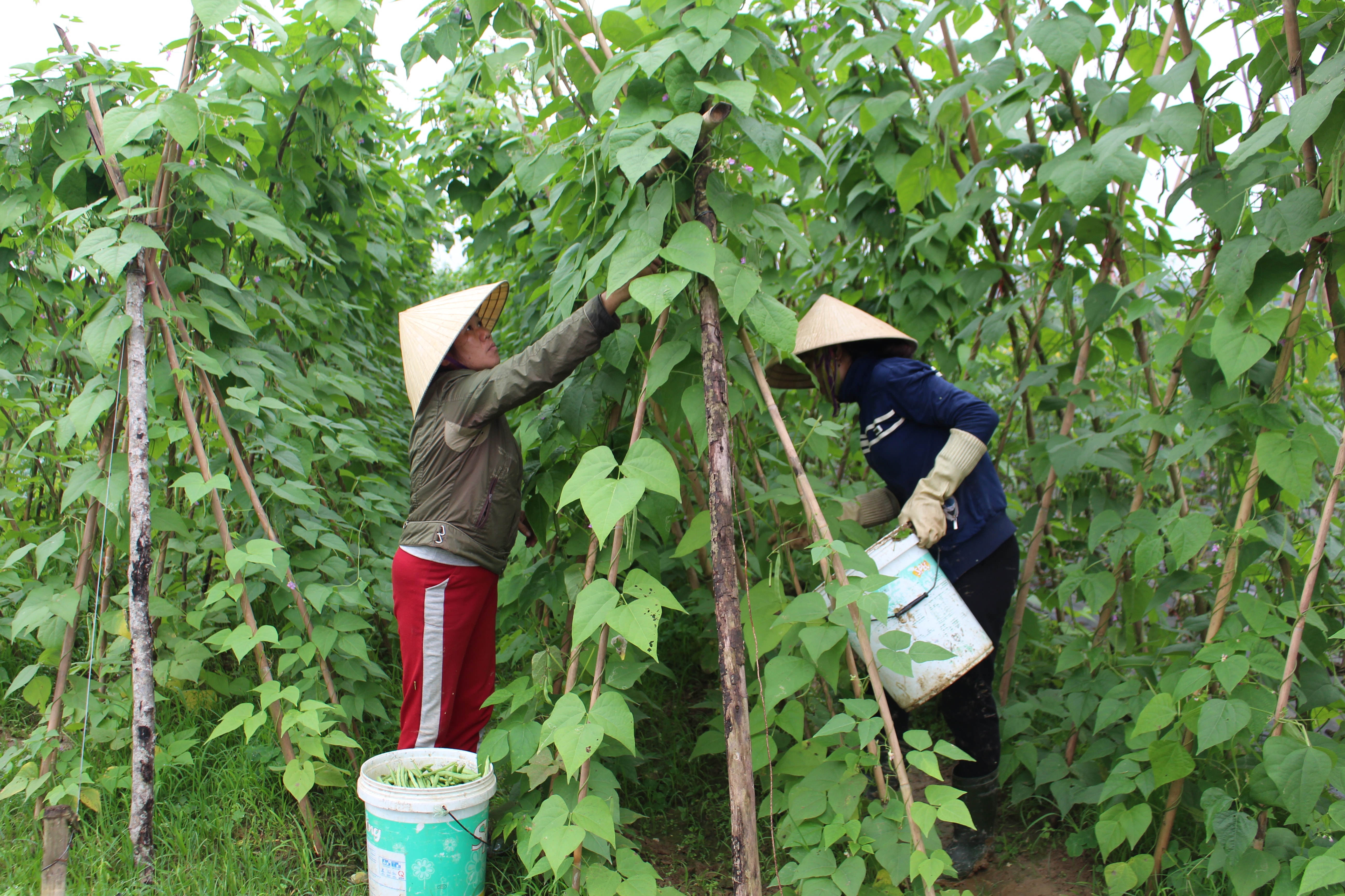  Những năm gần đây, đậu cô ve là loại cây được bà con nông dân huyện Anh Sơn trồng rất nhiều trong vụ đông