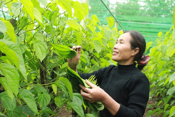 Khi tiết trời lạnh, có độ ẩm cao, việc hái trầu phải nhằm vào buổi chiều để có lá trầu đẹp. Ảnh: Nhật Tuấn