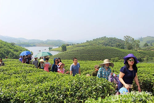 Hàng ngàn du khách đến tham quan đảo chè Thanh Chương. Ảnh tư liệu