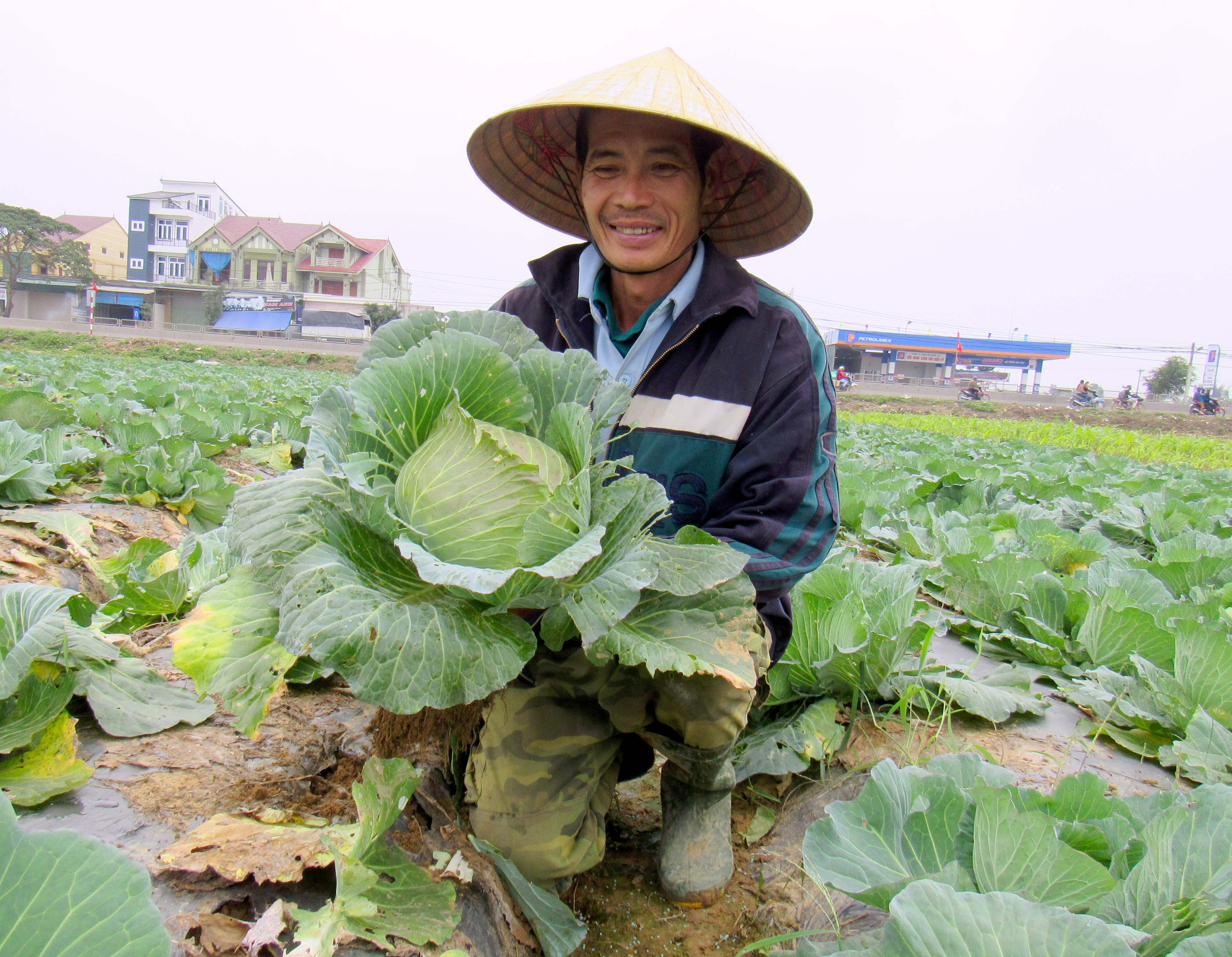 Nông dân xã Diễn Thành, Diễn Châu thu hoạch cải bắp với niềm vui được mùa được giá. Ảnh: Quang An