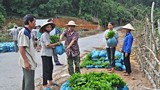 Loay hoay bài toán nâng cao giá trị keo lai