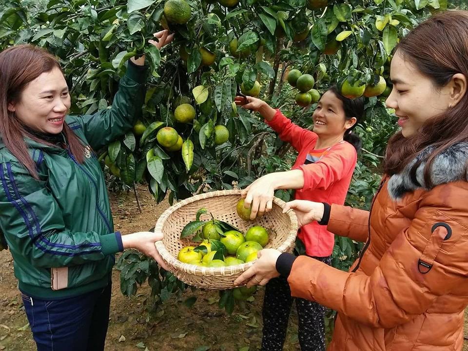 Thu hoạch quýt PQ1 tại vườn nhà Ông Trần Công Hải ở xóm 3 xã Cát Văn (Thanh Chương). Ảnh: Đình Hà