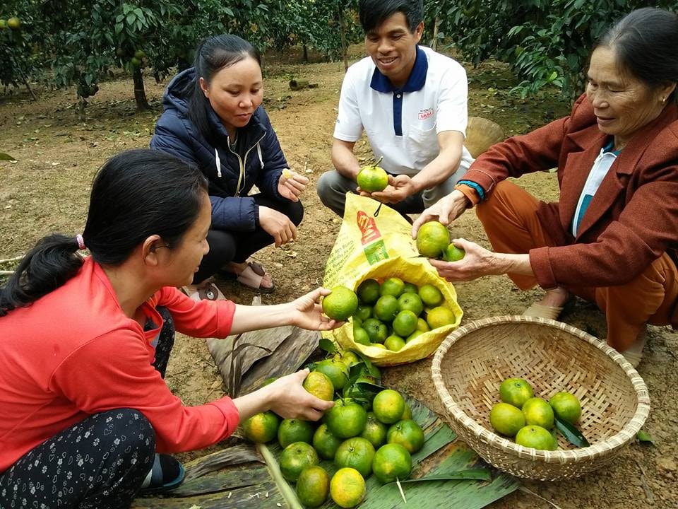 Thương lái đến thu mua quýt tại vườn nhà Ông Trần Công Hải ở xóm 3 xã Cát Văn. Ảnh: Đình Hà