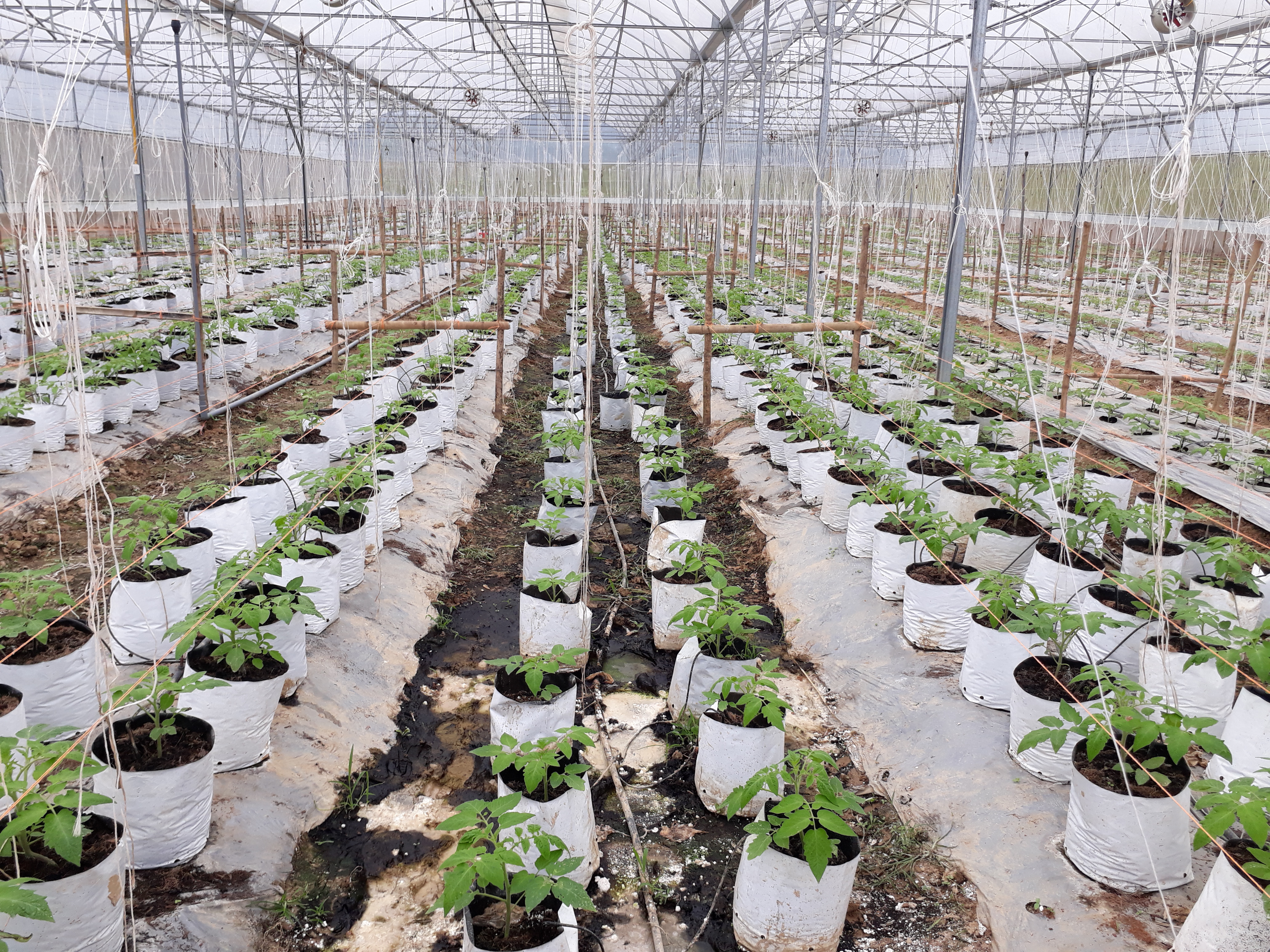 Mô hình trồng cây cà chua trong nhà màng ởxã Chi Khê (Con Cuông). Ảnh: Minh Hạnh