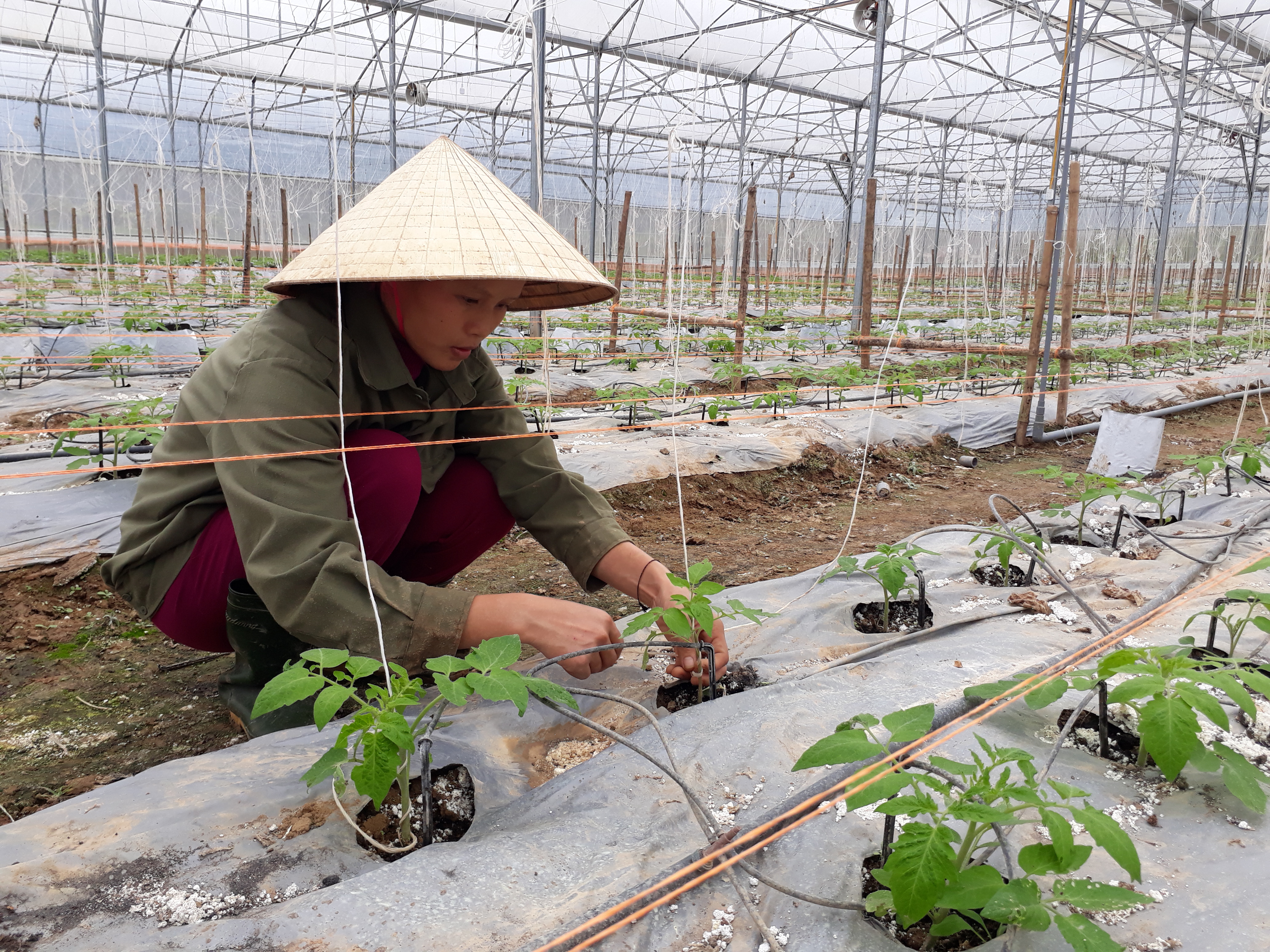 Việc theo dõi tình hình phát triển, sâu bệnh được các thành viên HTX theo dõi sát sao hàng ngày. Ảnh: Minh Hạnh