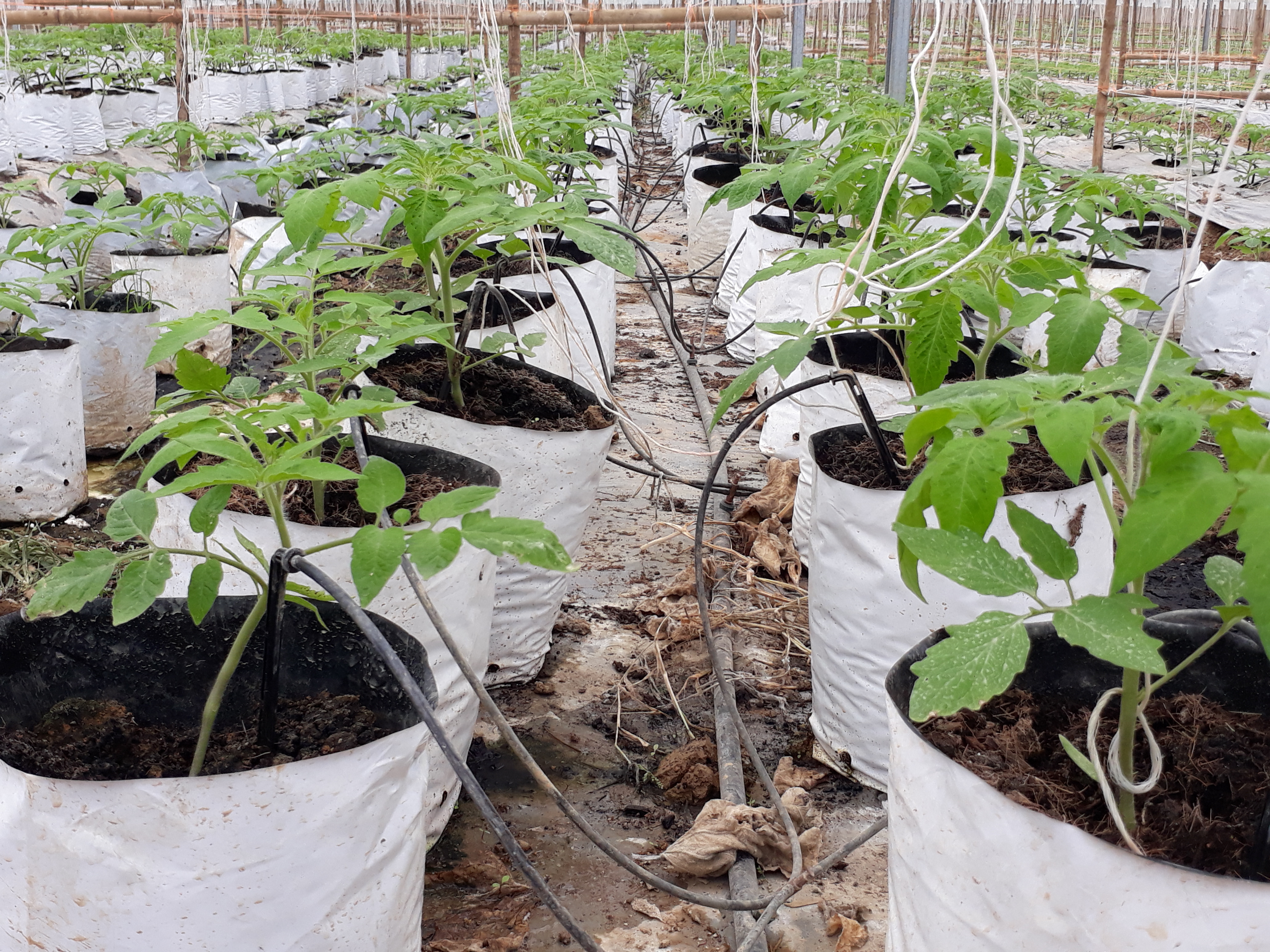 Để đối chững hiệu quả, bên cạnh trồng trên đất, HTX còn trồng theo phương pháp trong bầu bã dừa trộn phân. Cây cà chua từ khi trồng và thu hoạch khoảng 2 tháng. Ảnh: Minh Hạnh