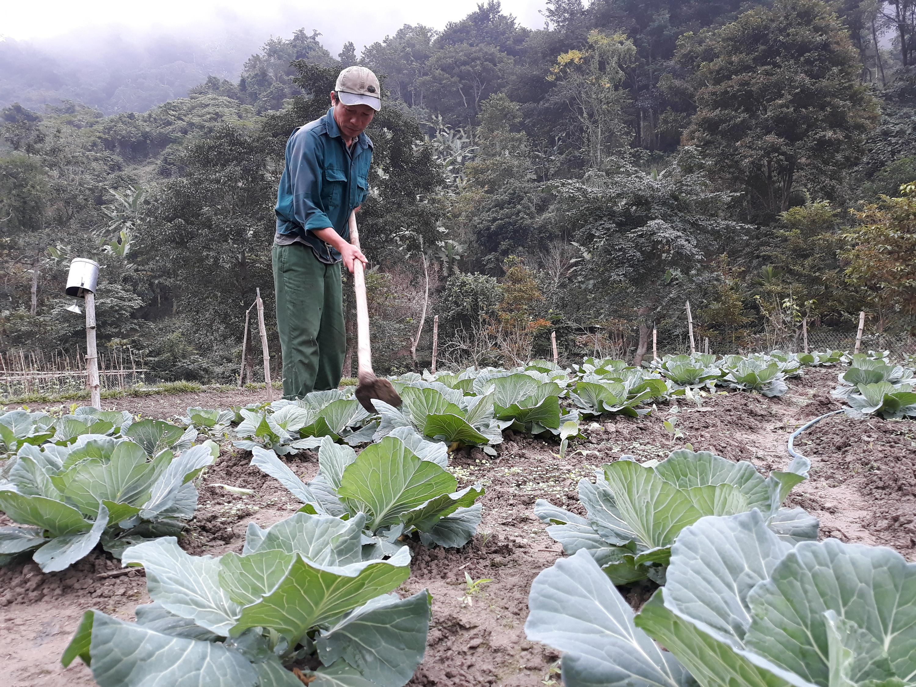 Ông Vi Văn Dương, xã viên HTX Khe Nhinh đang tích cực chăm sóc hơn 1 ha rau màu, để cây trồng sinh trưởng đúng thời vụ. Ảnh Lữ Phú.