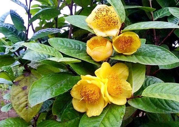 Vì sao hoa chè vàng đắt như vàng?