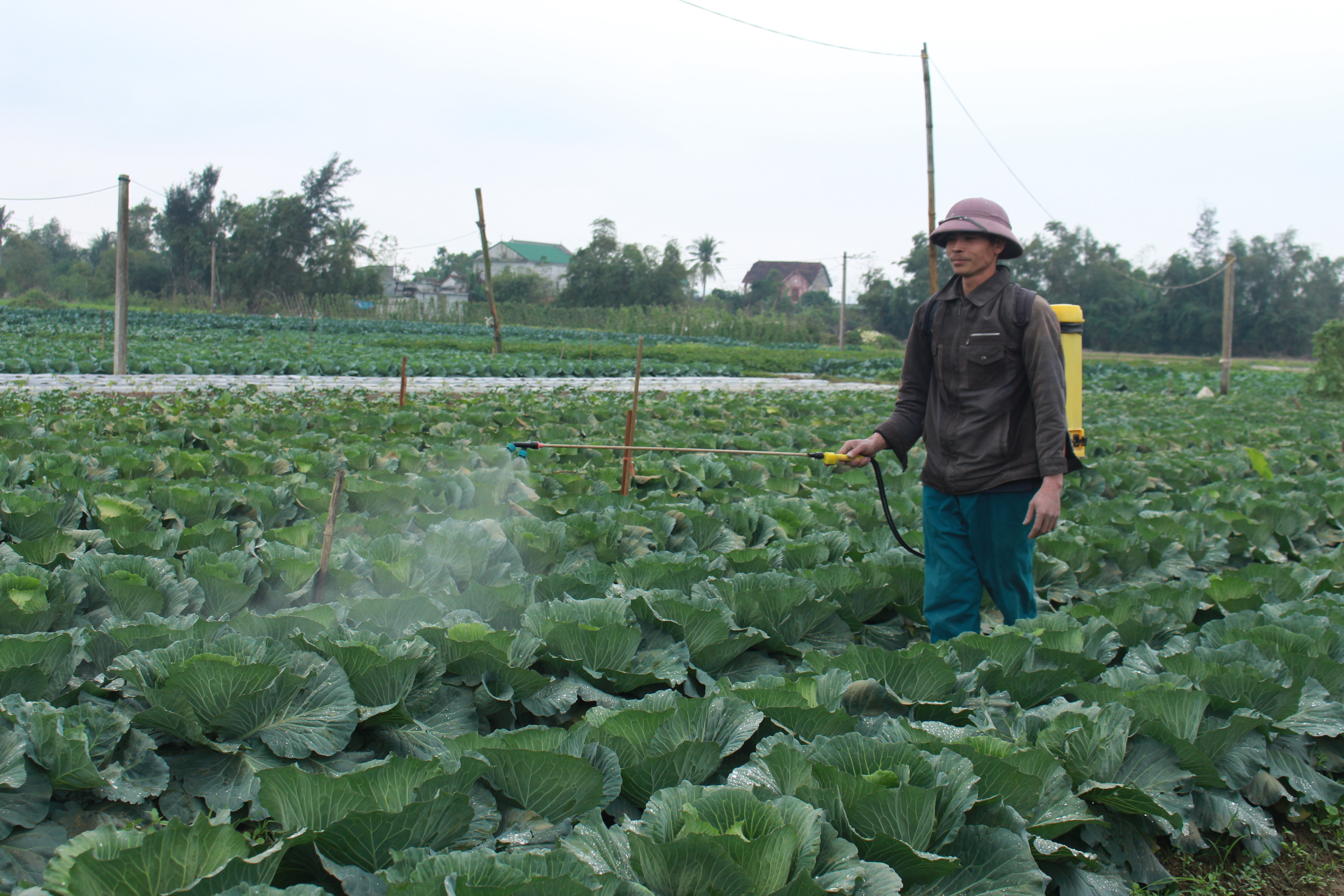 Nông dân xã Nghi Long (Nghi Lộc) phun chế phẩm sinh học tự chế định kỳ hàng tuần trên cây rau để đuổi bướm cũng như rầy rệp các loại. Ảnh: Nhật Tuấn