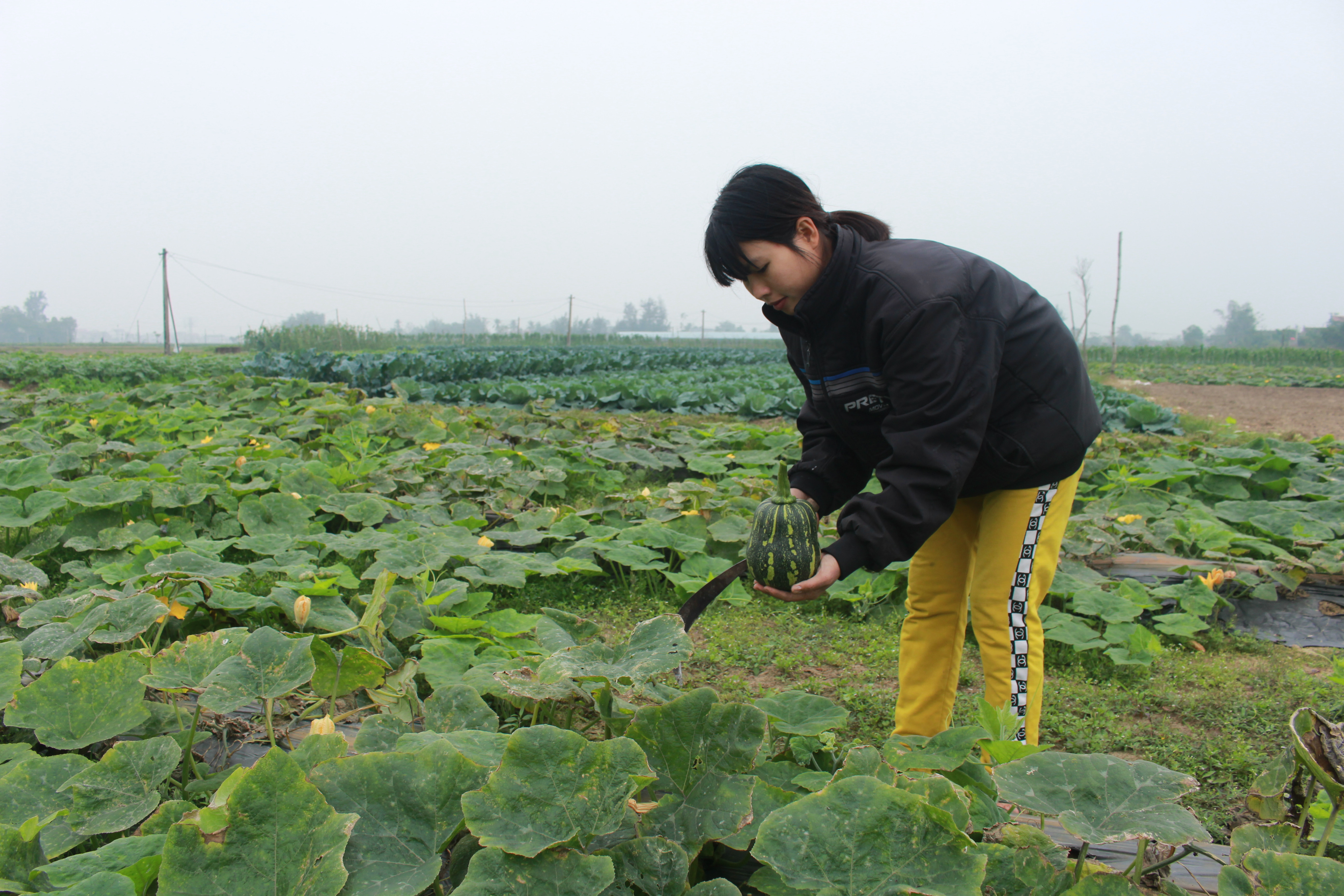 Hiện, nhiều địa phương ở Nghi Lộc đã sản xuất cây rau màu theo hướng an toàn; tập trung nhiều ở xã Nghi Long với diện tích 10 ha. Ảnh: Nhật Tuấn
