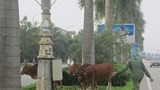 Chủ tịch UBND TP.Vinh: Xấu hổ khi trâu, bò thả rông đầy đường ở đô thị loại I
