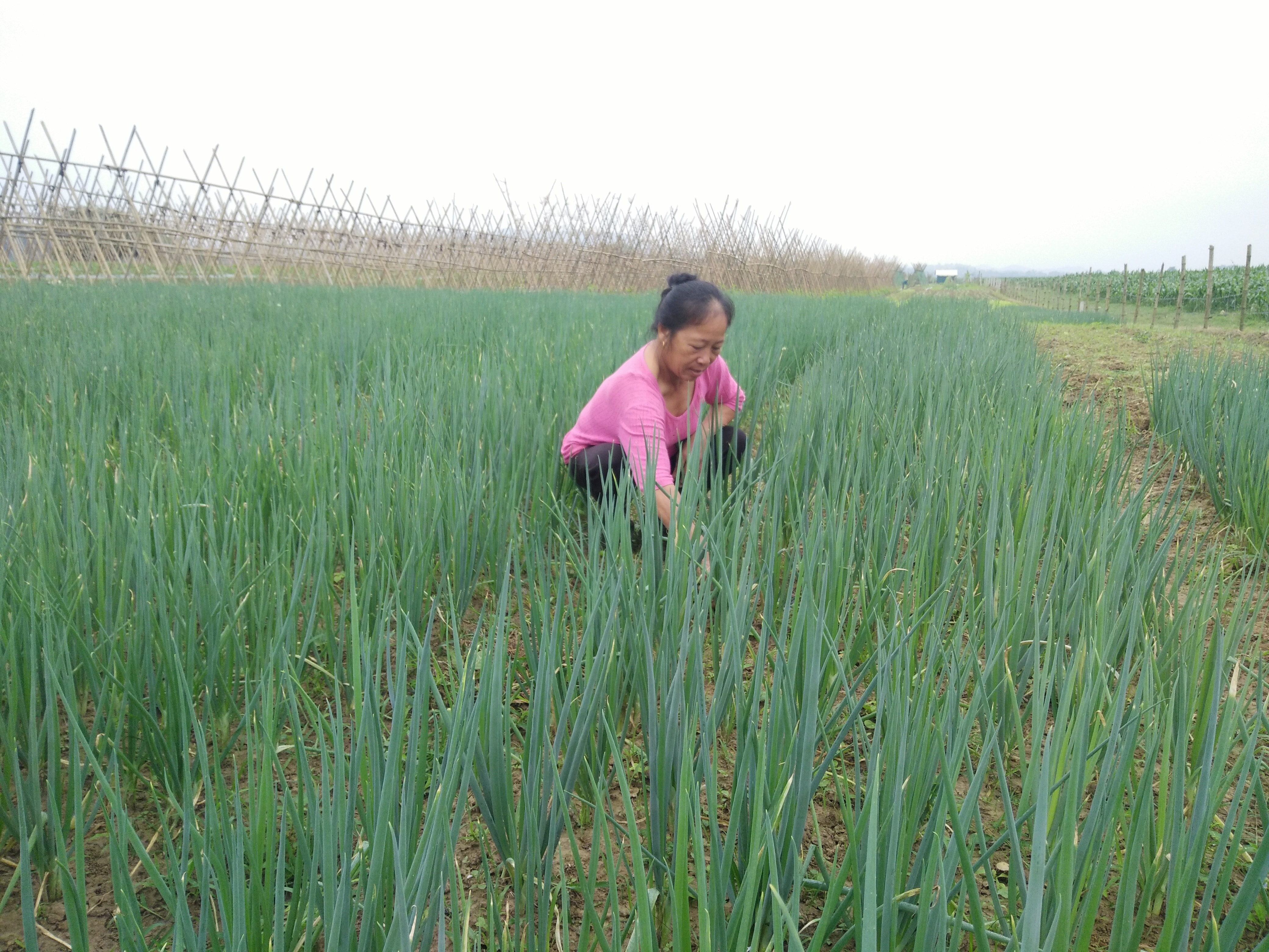 Hành hoa được người dân  xã Cẩm Sơn (Anh Sơn) trồng trên đất bãi cho thu nhập cao. Ảnh: Thái Hiền