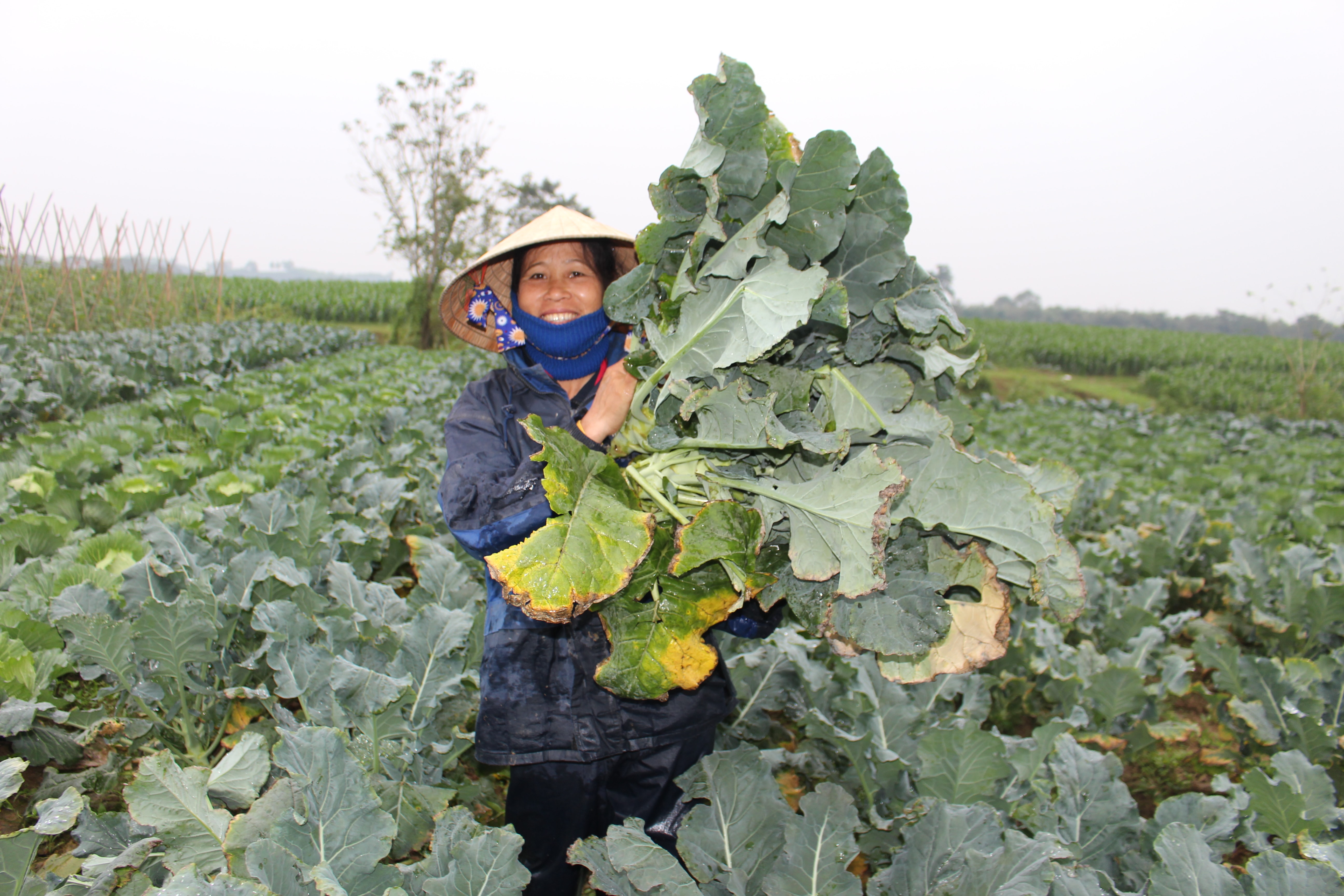 Năm nay, thời tiết rất thuận lợi nên bà con nông dân trồng rau màu trên đất bãi có một mùa bội thu. Ảnh: Thái Hiền