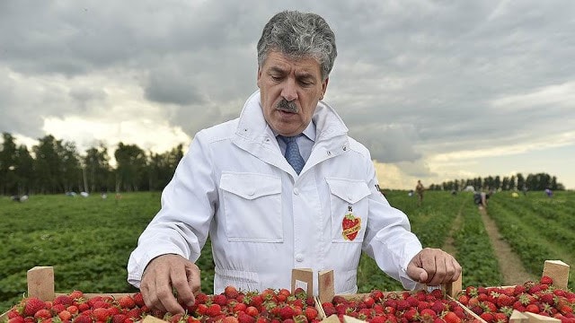 Ông Pavel Grudinin đi lên từ một nông dân trồng dâu tây bình thường tới vị trí ứng viên tổng thống của đảng Cộng sản Nga (Ảnh: Fort Russ)