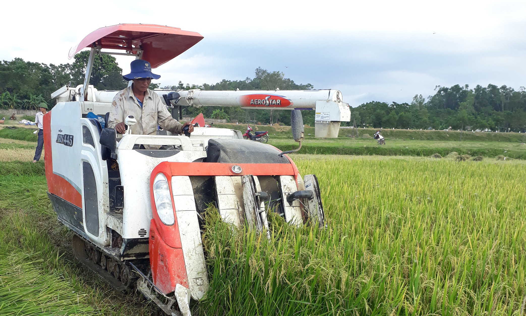 Thu hoạch lúa tại xã Long Thành, huyện Yên Thành. Ảnh: Phú Hương