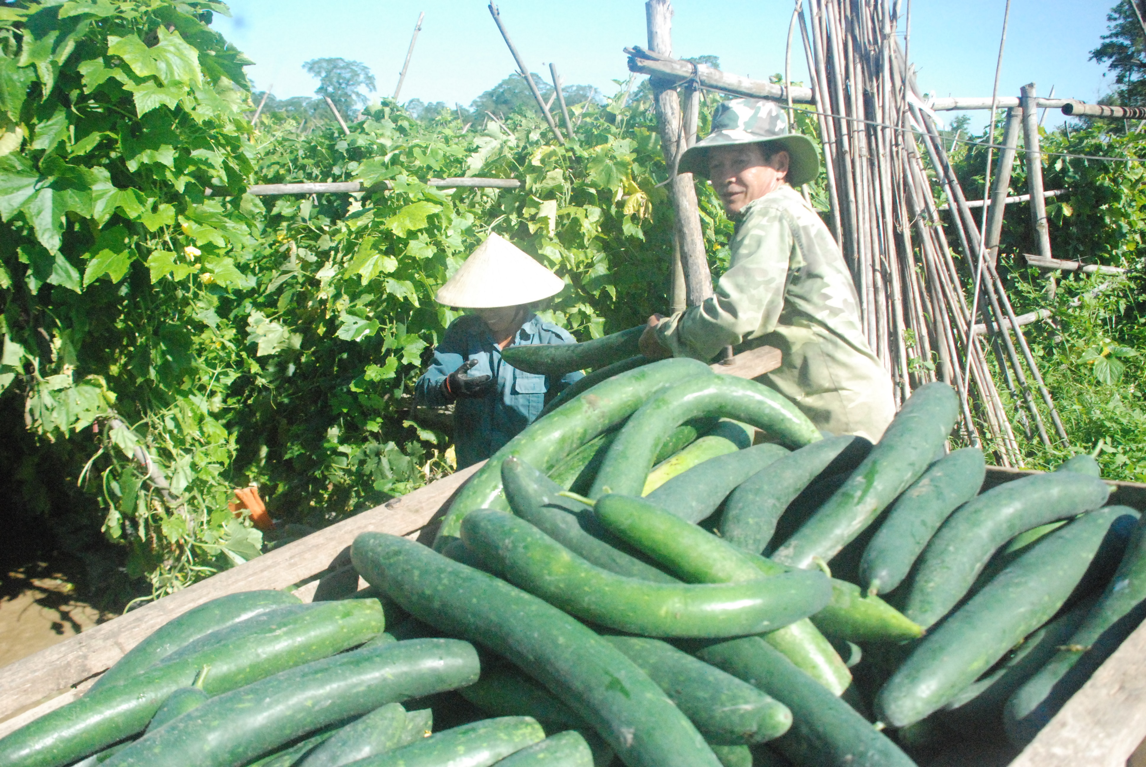 Nông dân Thanh Chương thu hoạch bí xanh. Ảnh: Trần Đình Hà