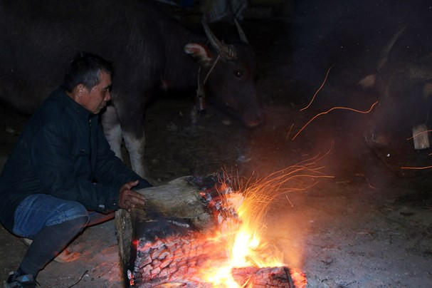 Người dân miền núi huyện Tương Dương chống rét cho trâu bò. Ảnh tư liệu
