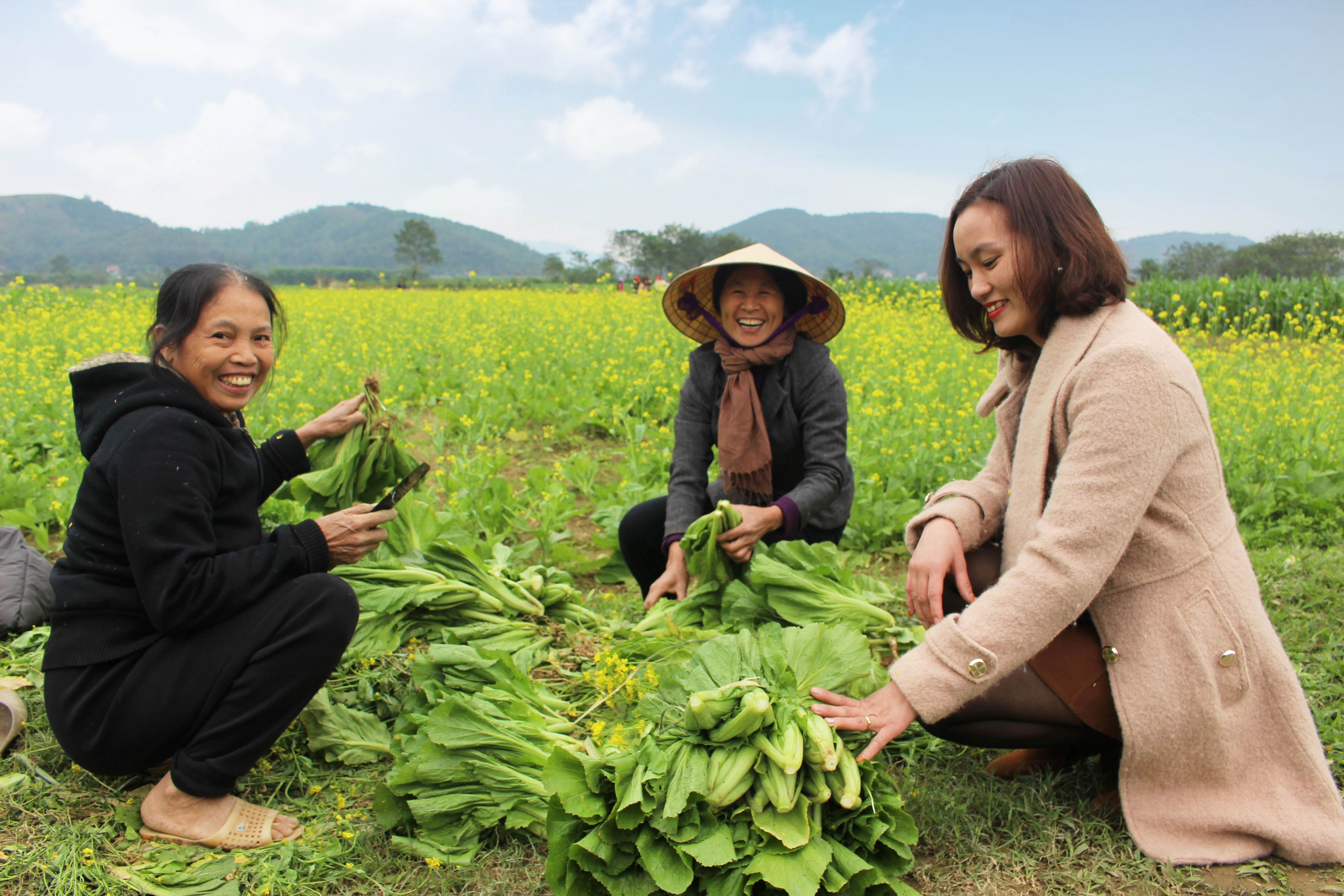  Không chỉ tham quan, chiêm ngưỡng, chụp ảnh lưu niệm, đến với đồng hoa cải Thanh Long, du khách còn có thể mua cải sạch về làm thực phẩm cho bếp ăn gia đình. Ảnh: Huy Thư