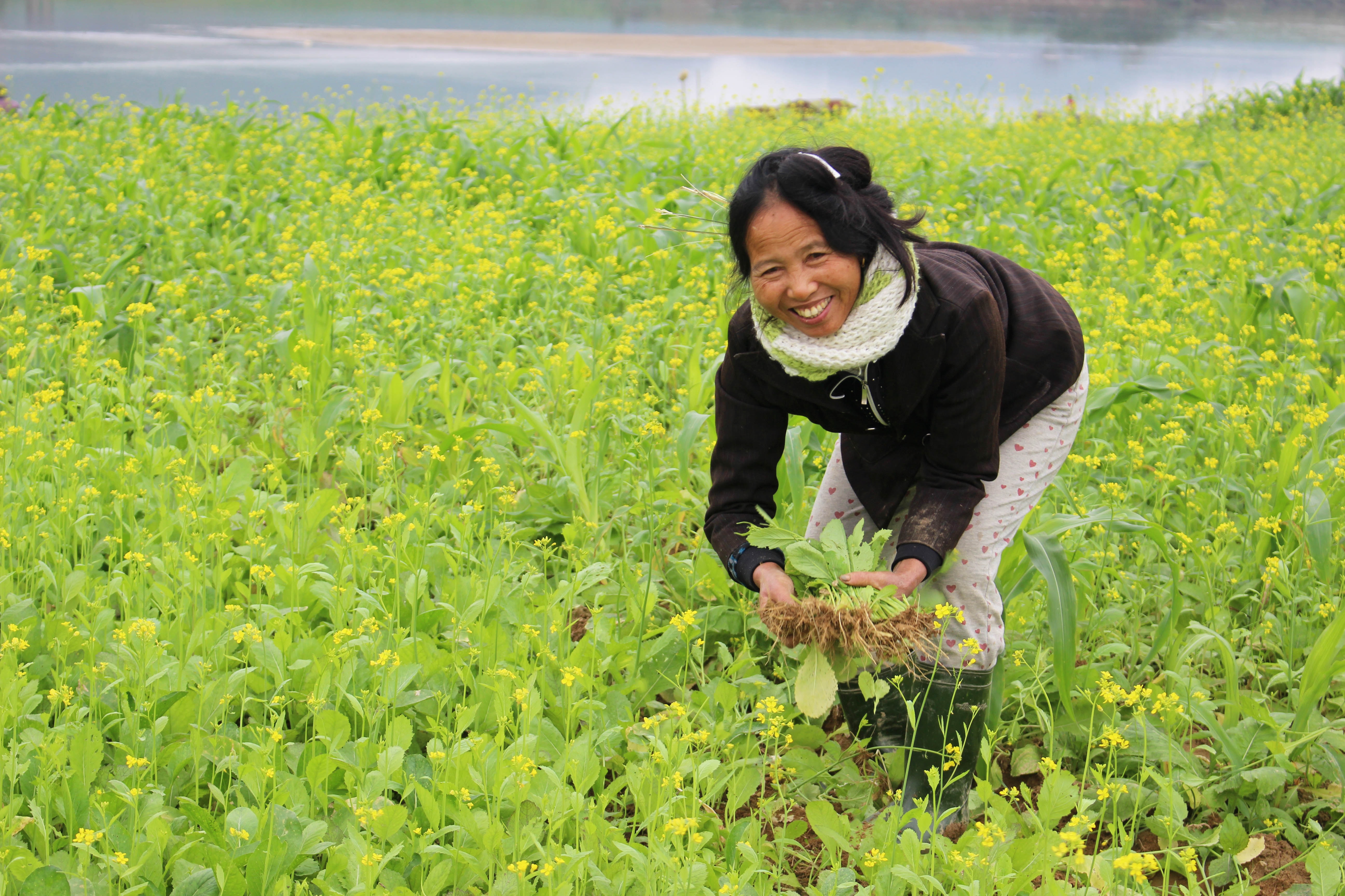 Trên bãi sông, bên những luống hoa vàng, người nông dân vẫn cần cù chăm chỉ nhổ rau làm hàng đi chợ. Bà Trần Thị Loan (47 tuổi) ở xóm 1 xã Thanh Long chia sẻ: “Ruộng hoa cải nhà tôi lớn và đẹp nhất ở đây, suốt ngày có người đến xem, chụp ảnh. Người dân xung quanh, ai cũng phấn khởi khi thấy người đến đồng hoa ngày càng nhiều, chỉ mong mọi người vui chơi nhưng đừng dẫm lên rau, bẻ hết hoa cải của bà con”. Ảnh: Huy Thư