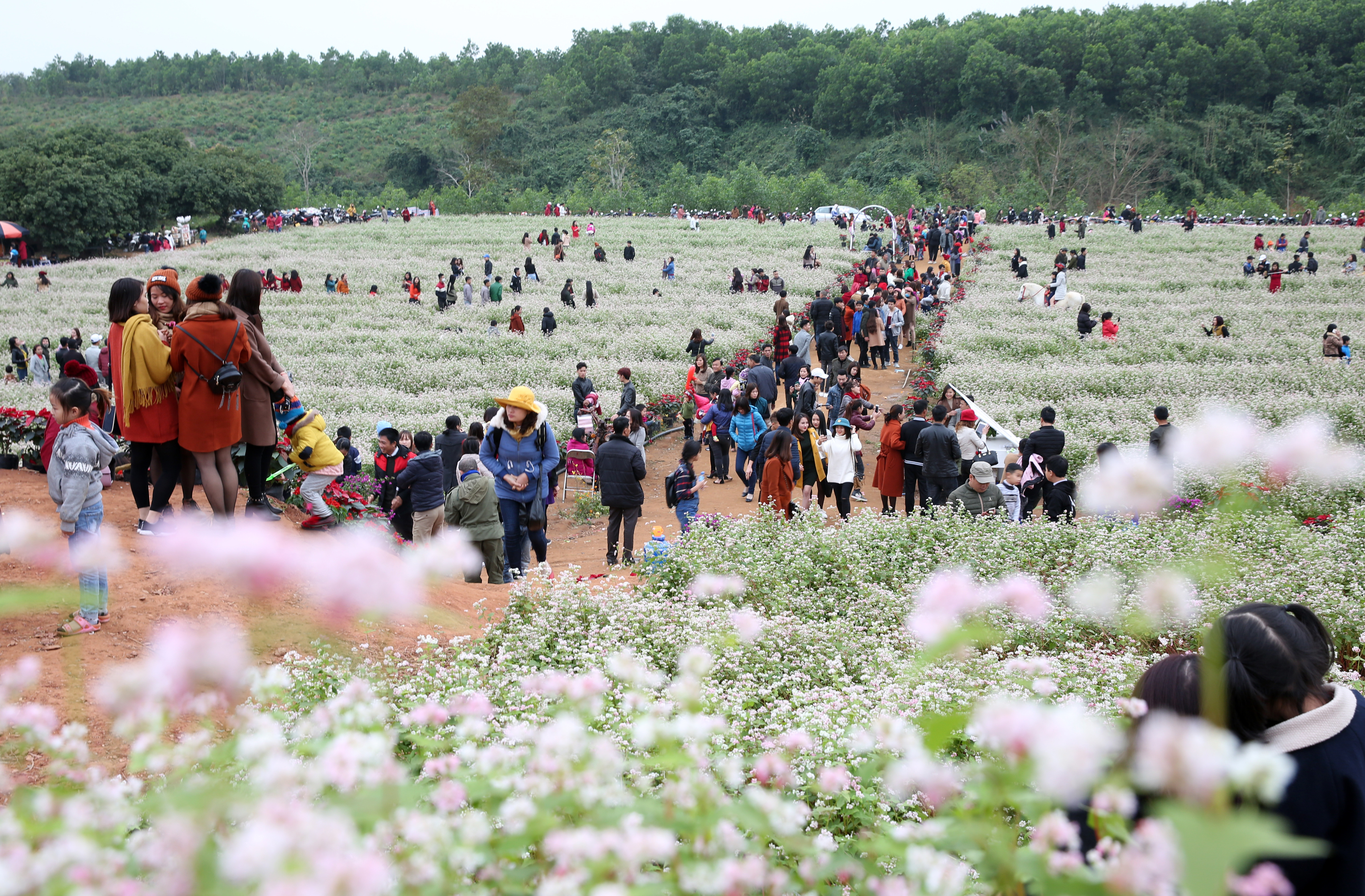 Mỗi ngày có hàng ngàn người đổ về đồi hoa tam giác mạch ở Nghĩa Bình, Nghĩa Đàn. Ảnh: Hồ Phương