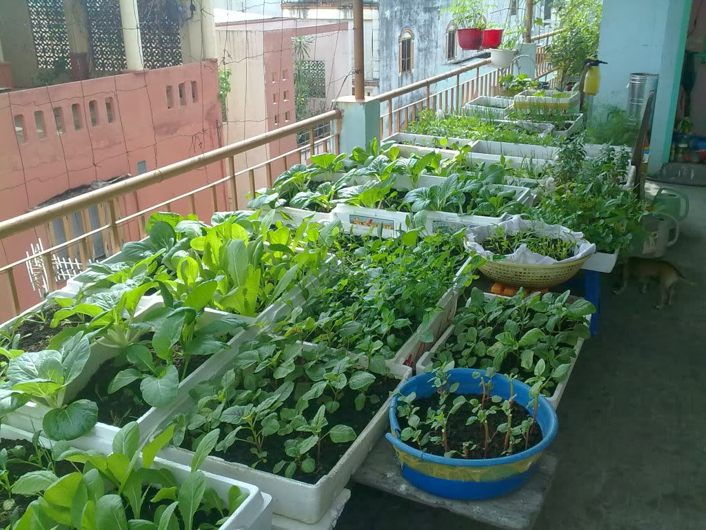 Bí quyết trồng rau trên sân thượng cho cả gia đình ăn không hết.
