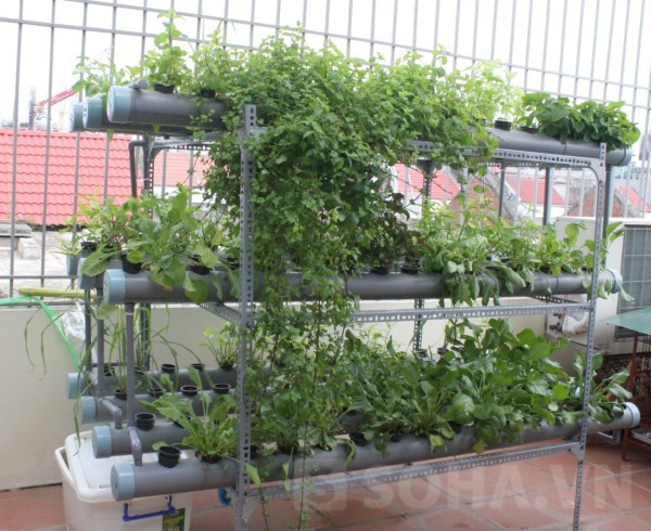 Bí quyết trồng rau trên sân thượng cho cả gia đình ăn không hết