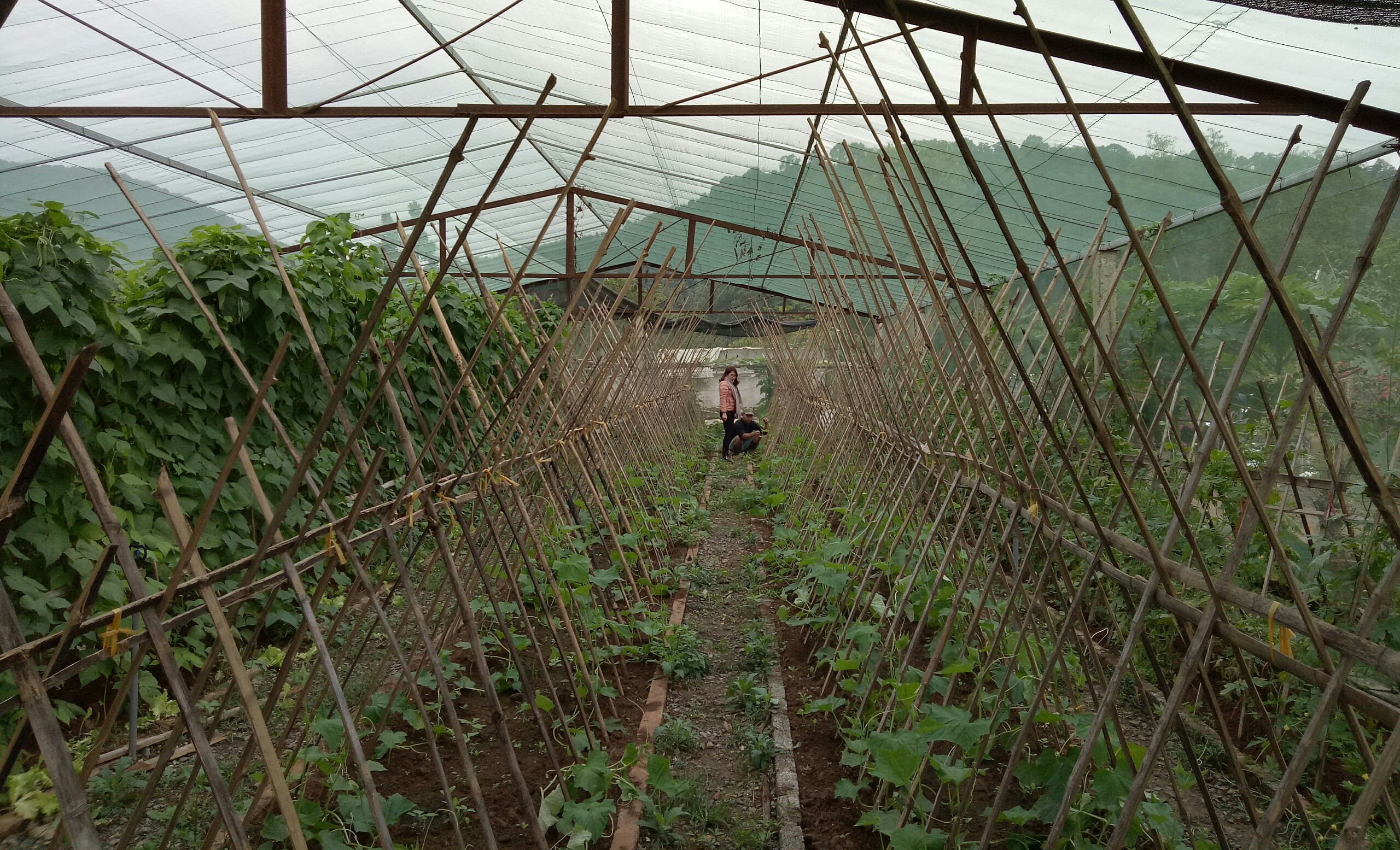Nông dân TX Thái Hóa đầu tư xây dựng nhà lưới để trồng rau hữu cơ. Ảnh: Quang Huy 