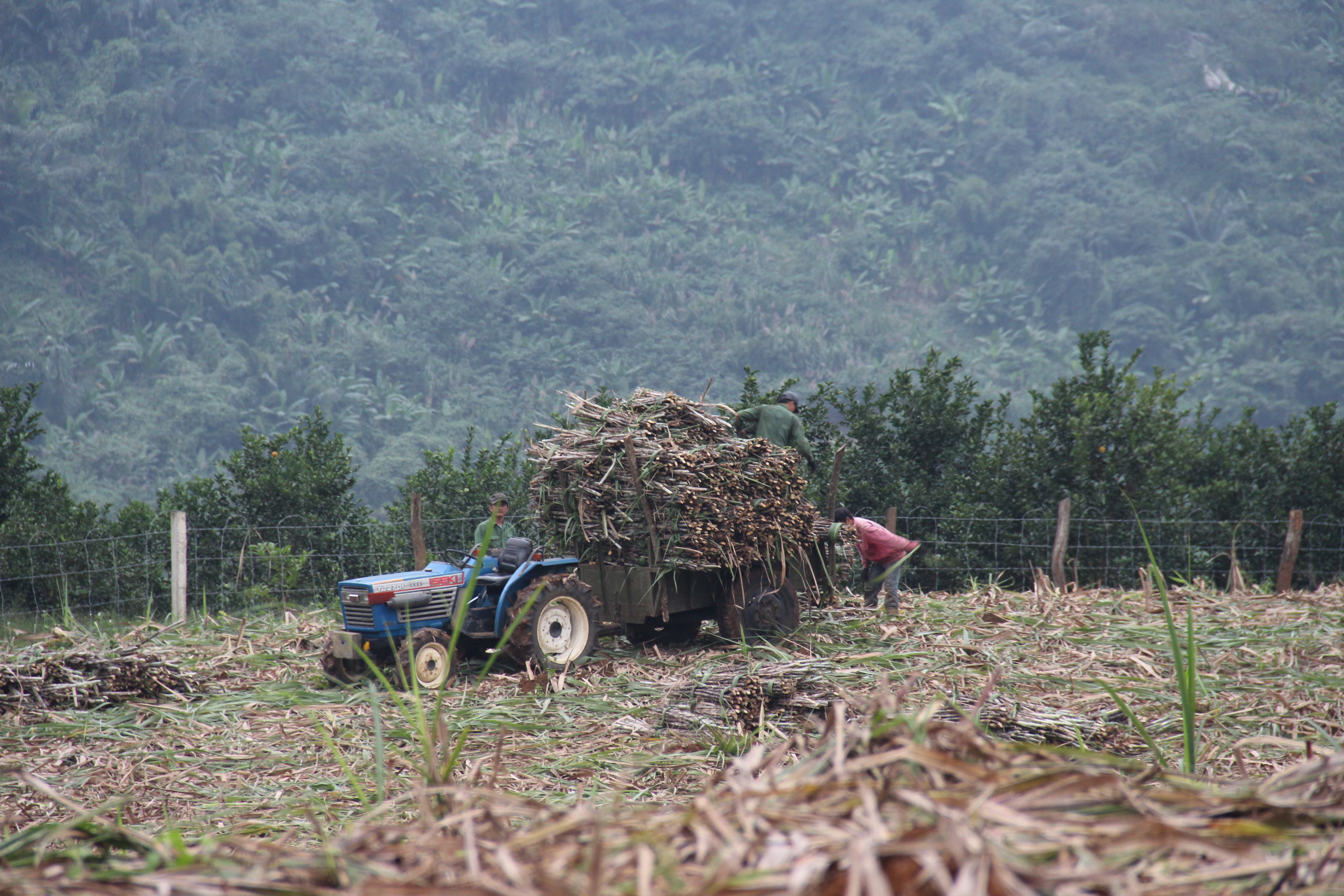 Người dân xã Hạ Sơn thu hoạch mía. Ảnh: Hoài Thu