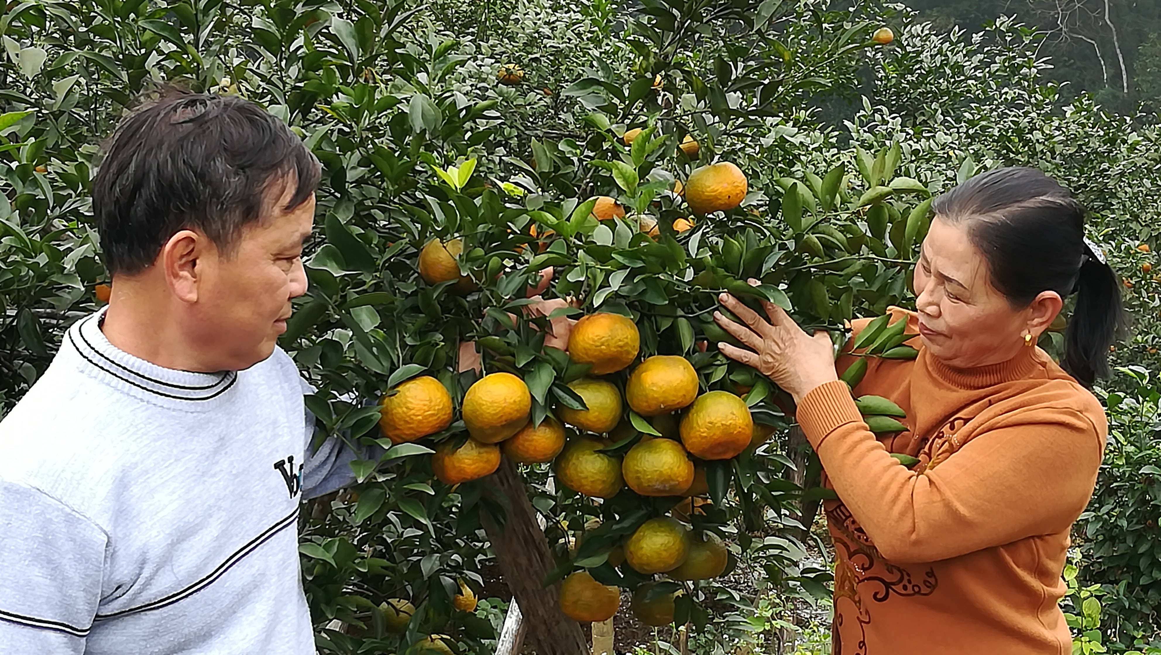 Gia đình anh Phạm Văn Ngọc ở thôn 2, xã Khai Sơn (Anh Sơn) có 10ha đất, hiện đang trồng hơn 1.000 gốc cam bù. Ảnh: Cảnh Dương