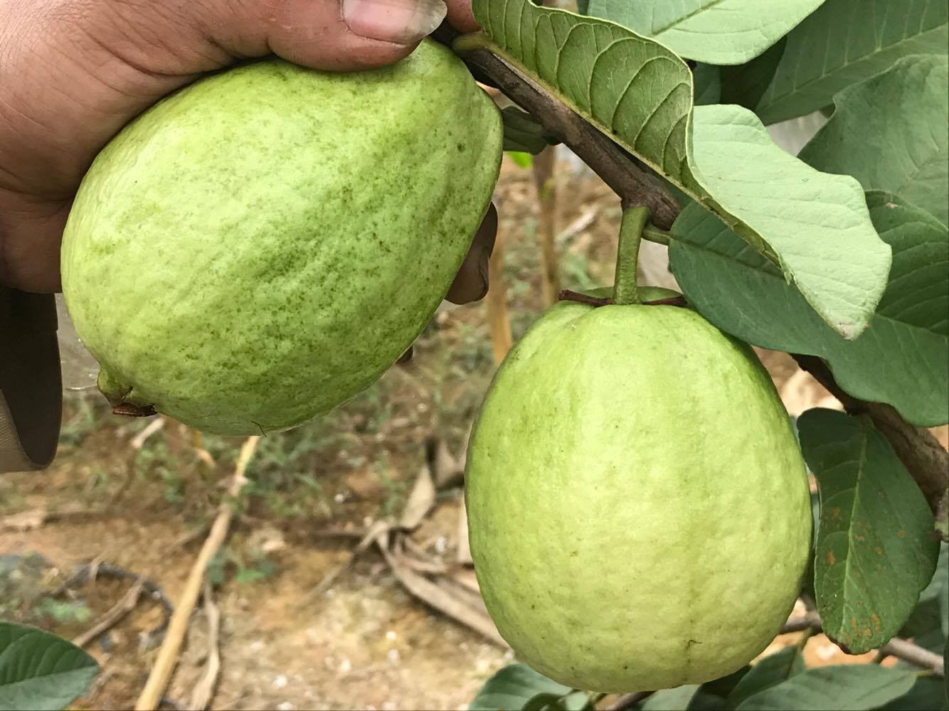 Ưu điểm của giống ổi này là quả to, cùi dày, ít hạt, ngọt thơm. Ảnh: Minh Thái