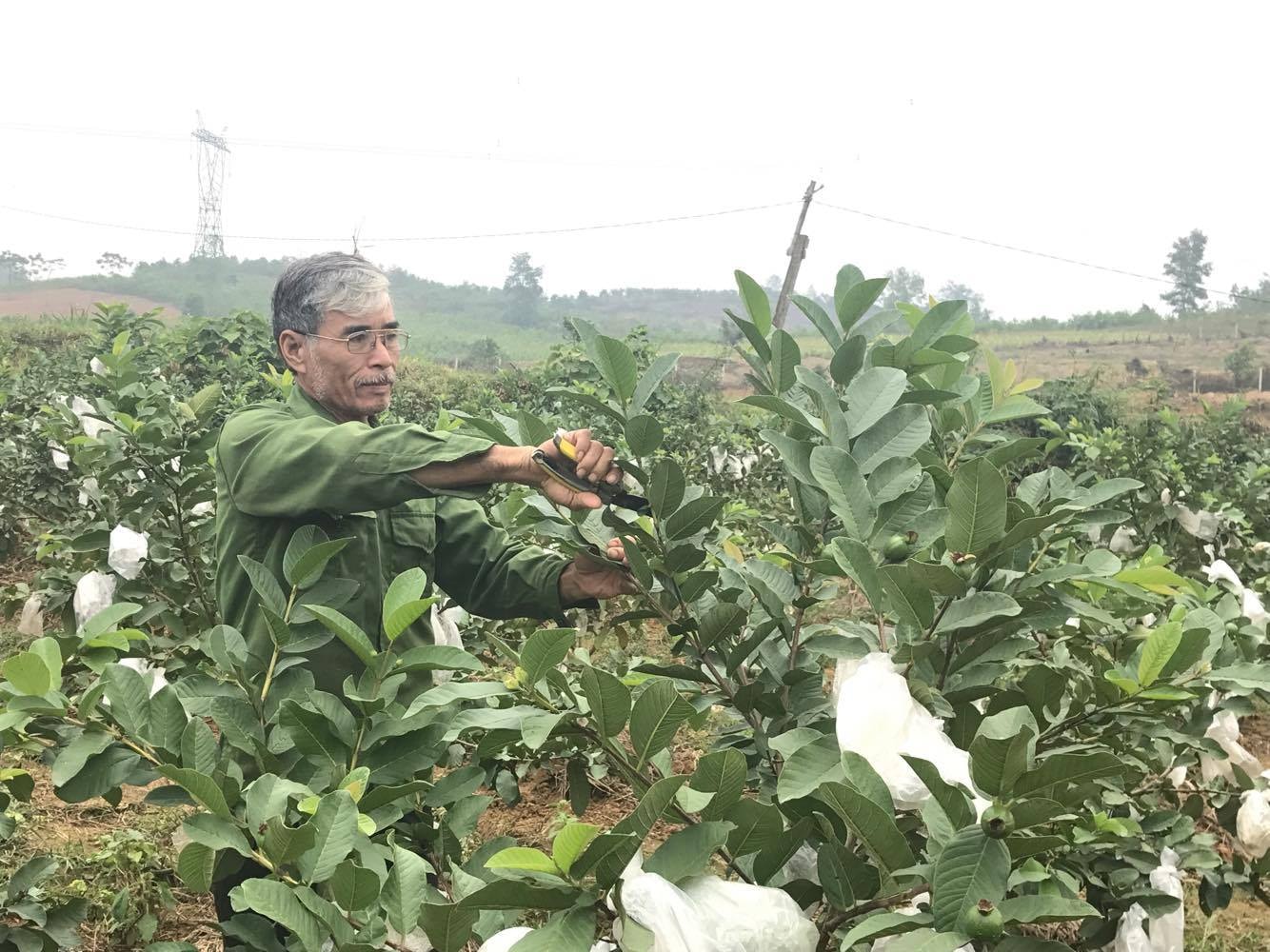 Ở Nghĩa Sơn và Nghĩa Lâm trồng được gần 14 ha ổi lê theo chuẩn VietGap. Ảnh: Minh Thái