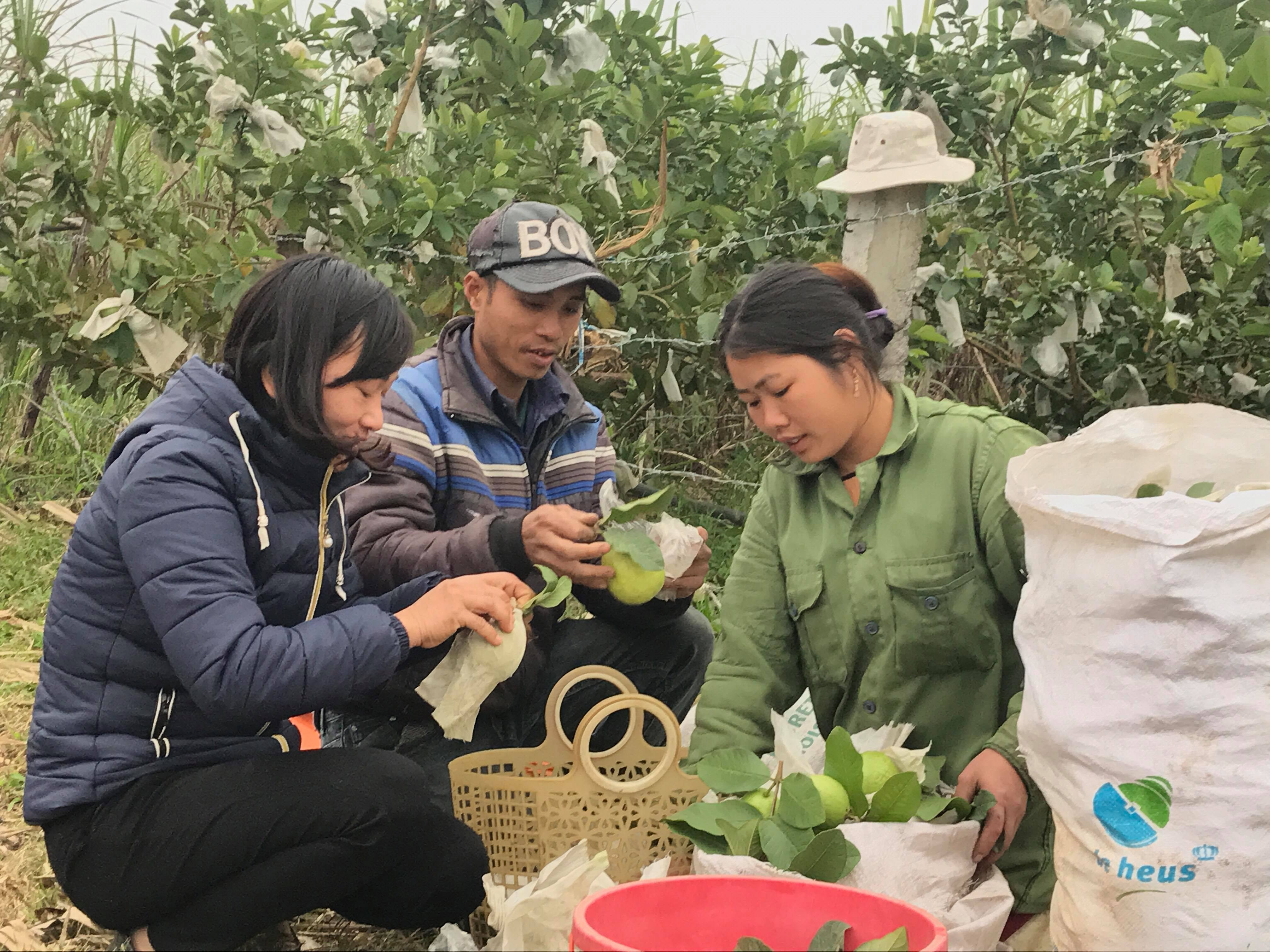 Ổi được thương lái thu mua tại vườn với giá cao gấp 2 lần ổi cùng loại có bán trên thị trường. Ảnh: Minh Thái