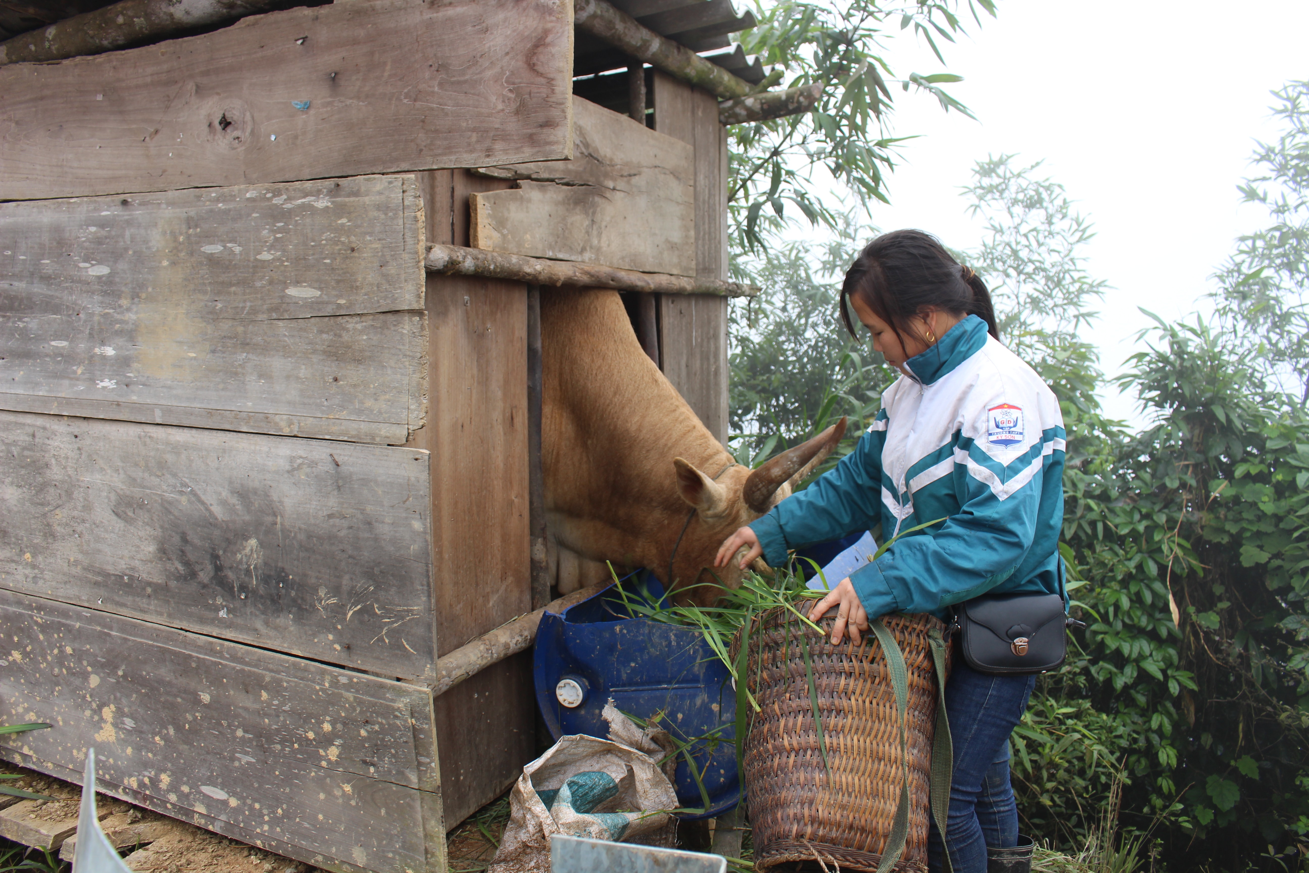  Di chuyển đàn trâu, bò thả trên nương rẫy về nuôi nhốt, chuẩn bị sẵn thức ăn. Ảnh: Đình Tuân