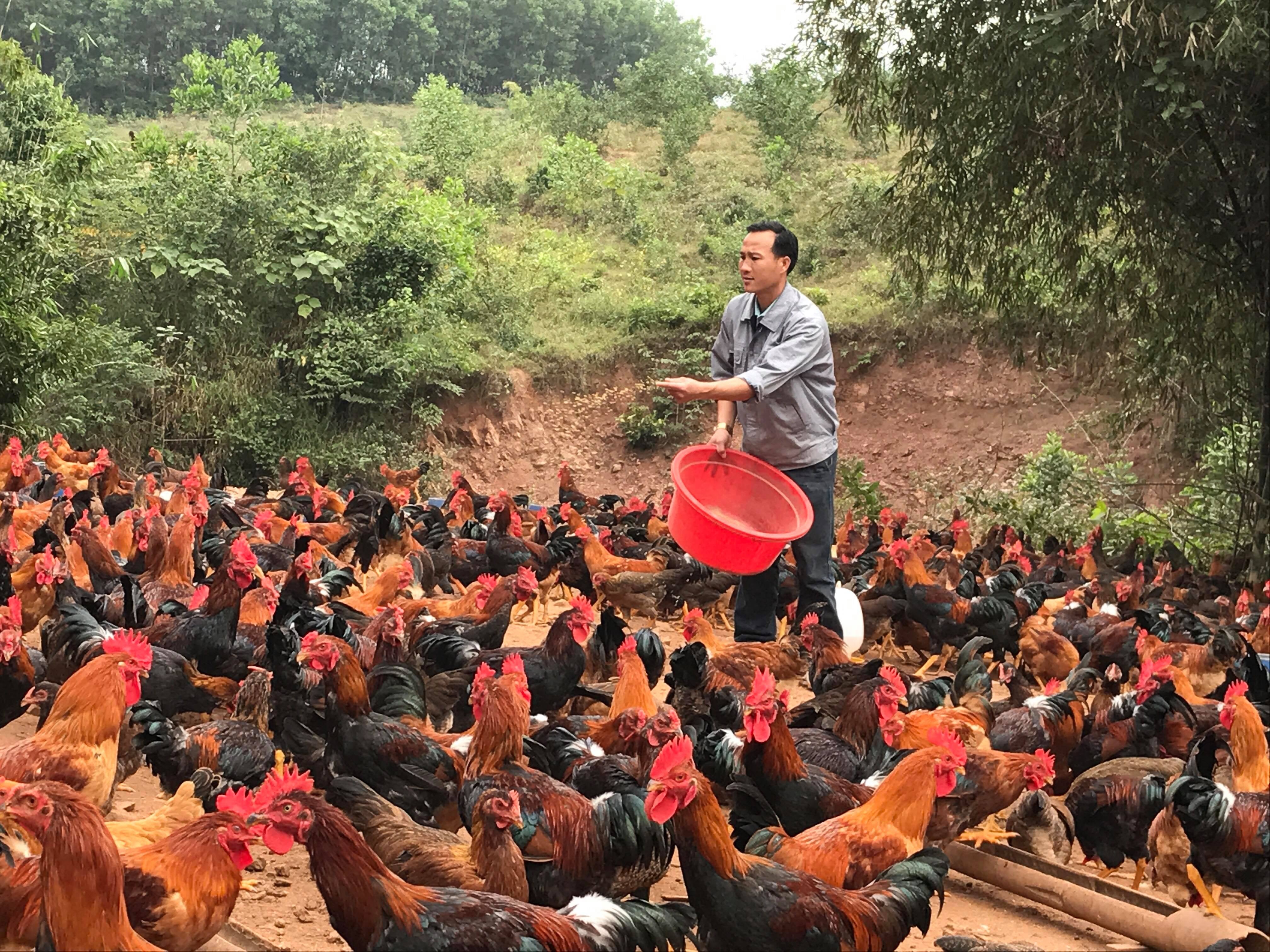 Đàn gà đồi của gia đình anh Anh Trần Văn Vinh – xóm 11, xã Nghĩa Hưng (Nghĩa Đàn) 