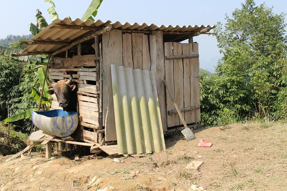 Người Mông thường sống trên vùng núi cao, quanh năm khí hậu lạnh nên bà con làm chuồng nuôi rất kín để chống rét. Ảnh: Đình Tuân