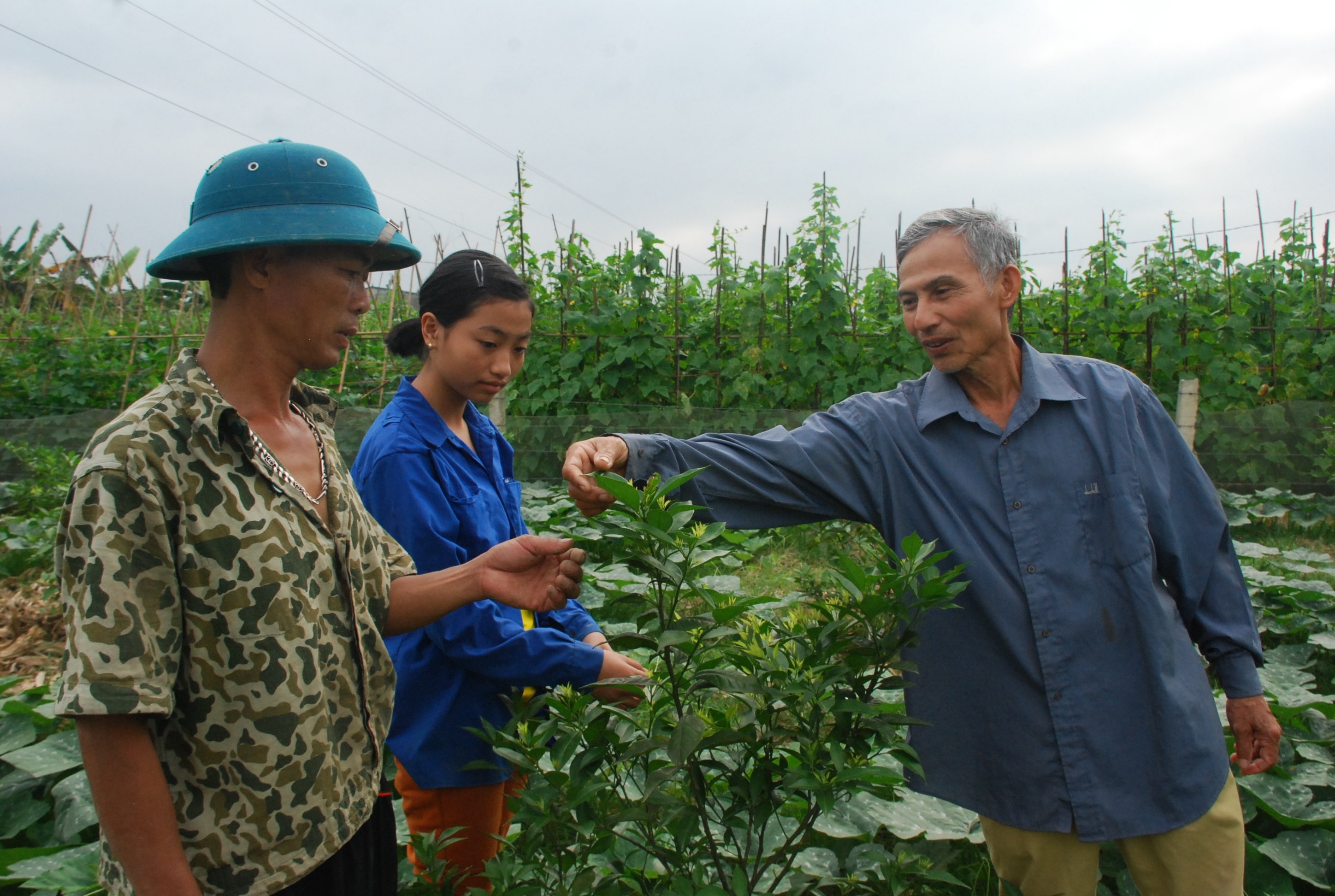 Hơn 40 năm làm Bí thư - thôn trưởng hiện ông Nguyễn Văn Trường ở Thôn Lĩnh Hồng – Thanh Lĩnh vẫn được người dân tin tưởng vì làm được- nói được (Trong ảnh: Ông Trường đang hướng dẫn người dân chăm sóc cam).