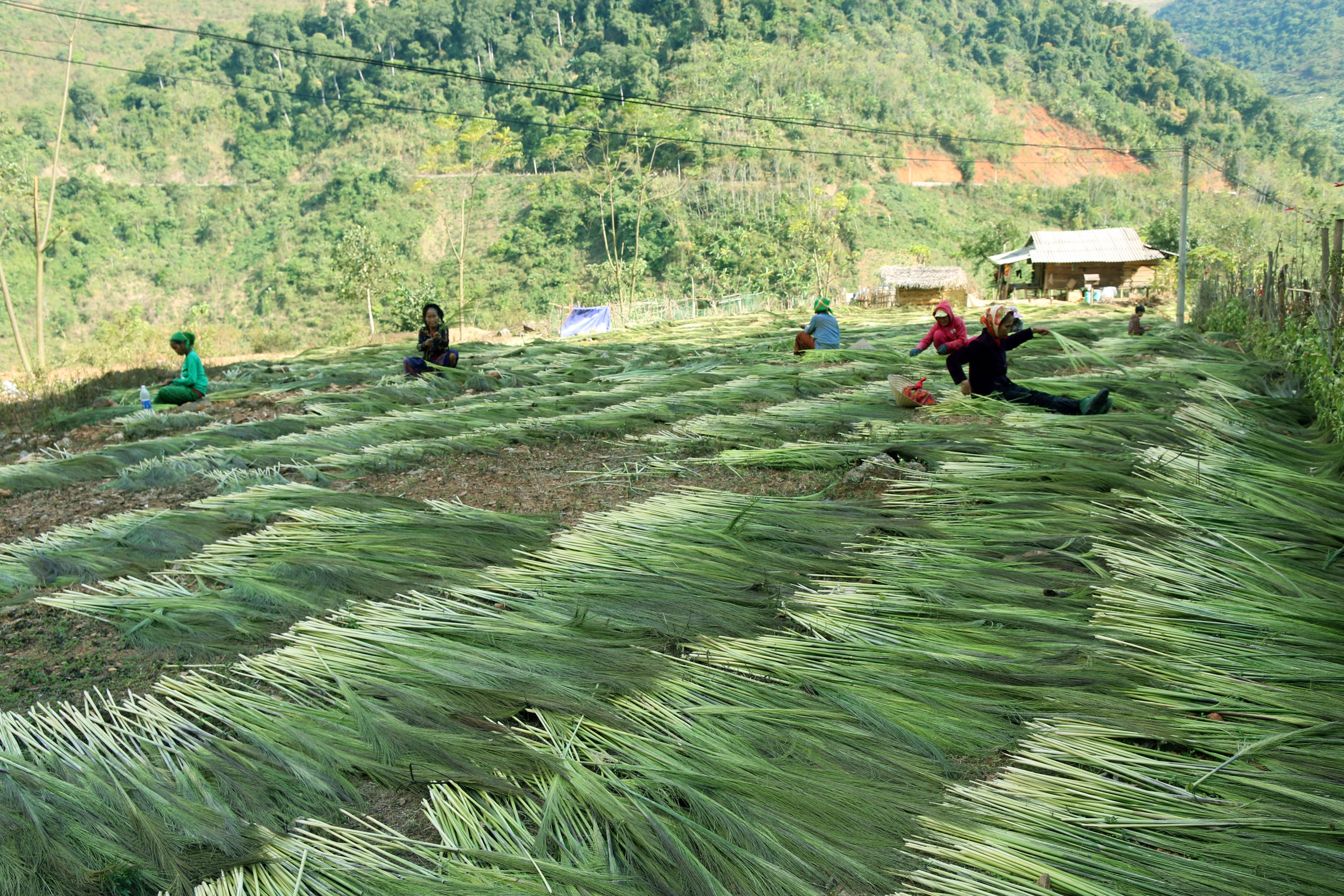 Những ngày này, khắp nơi trên địa bàn huyện Kỳ Sơn người dân tấp nập bước vào mùa hái và thu mua đót. Ảnh: Đào Thọ