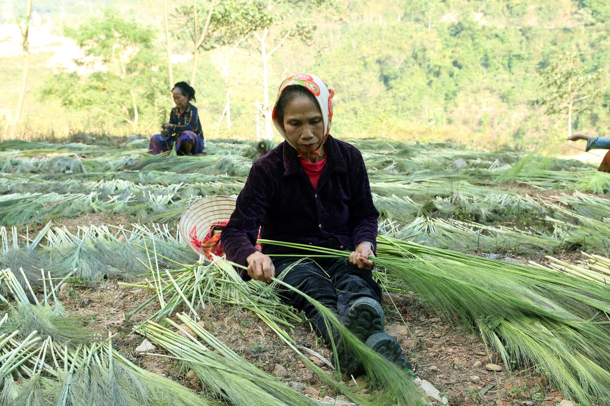 Bên những bãi đất trống hay các ngả đường ở Chiêu Lưu, Hữu Kiệm, Tà Cạ...tập trung người ngồi bóc đót. Ảnh: Đào Thọ