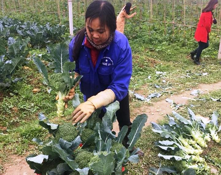 Xúp lơ xanh hữu cơ bán tại ruộng 30.000 đồng/ kg vẫn đắt khách. Ảnh: Thanh Tâm
