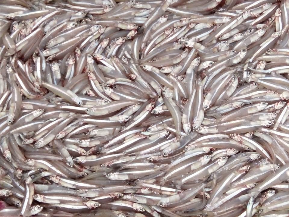  Hiện nay, giá cá trỏng trắng tại bến từ 18.000 – 20.000 đồng/kg, cá trỏng cơm từ 12.000 –15.000 đồng/kg. Ảnh Thanh Toàn