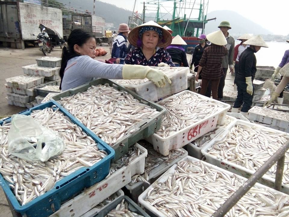 Cá trỏng được các thương lái thu mua tại bến. Ảnh Thanh Toàn