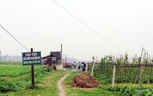 Cánh đồng rau hữu cơ ở Hưng Long, Hưng Nguyên. Ảnh: Thanh Tâm