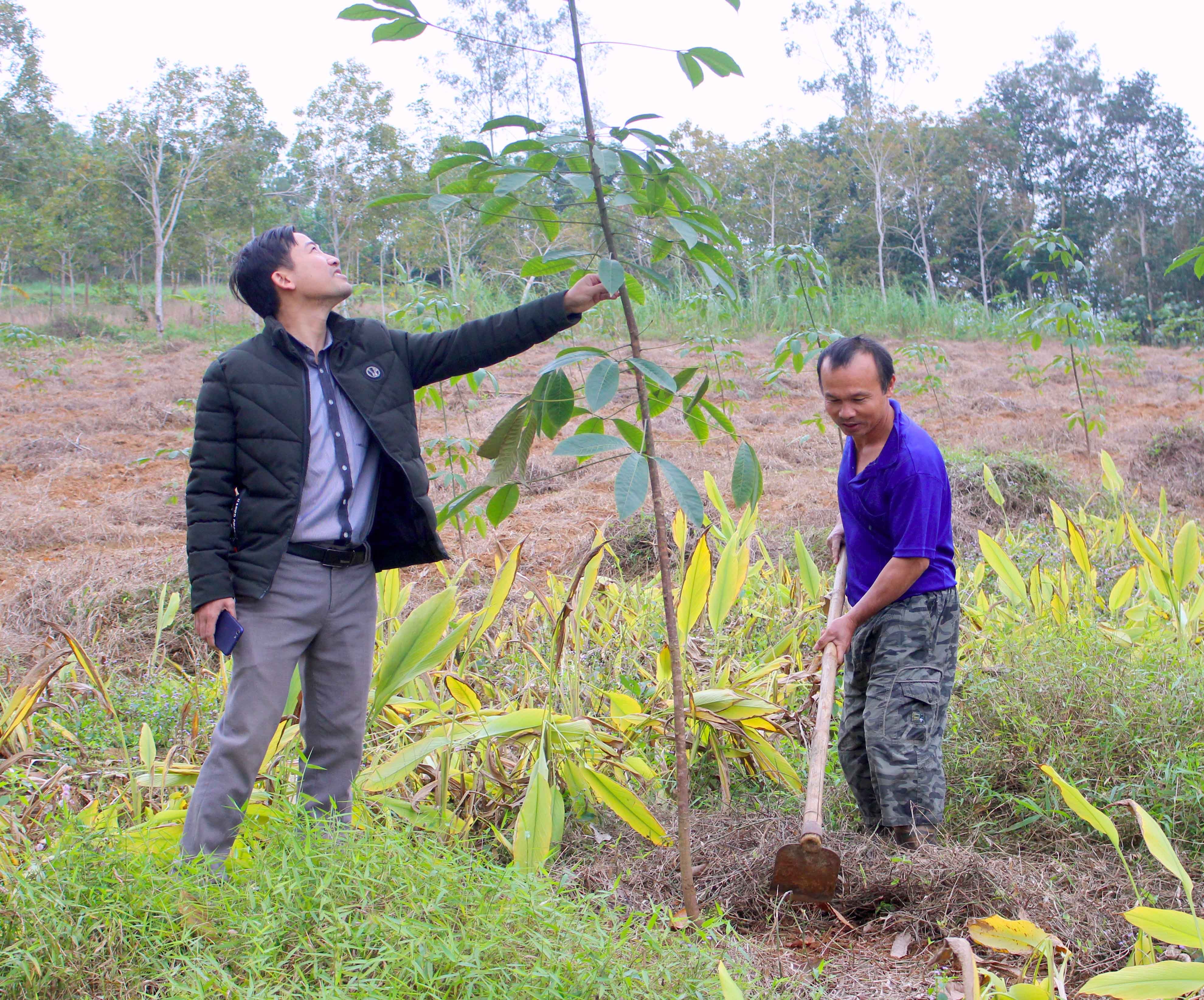 Ông Lê Văn Hương, xã Tân Phú (Tân Kỳ) trồng lại 1ha cao su sau thiên tai. Ảnh Quang An