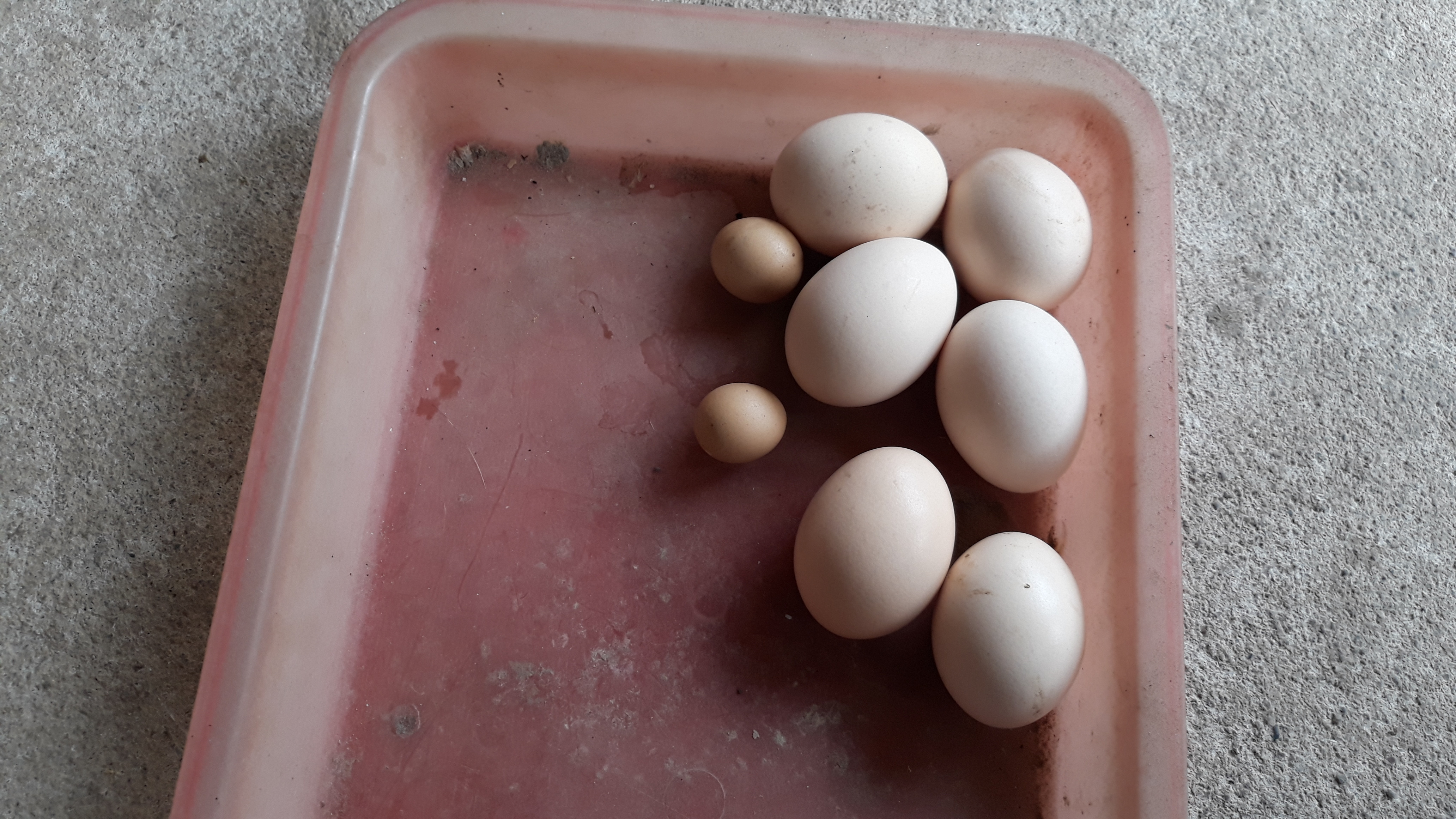Trứng gà trống được gia chủ cất giữ cẩn thận trong tủ thức ăn (Ảnh : Hữu Vi)