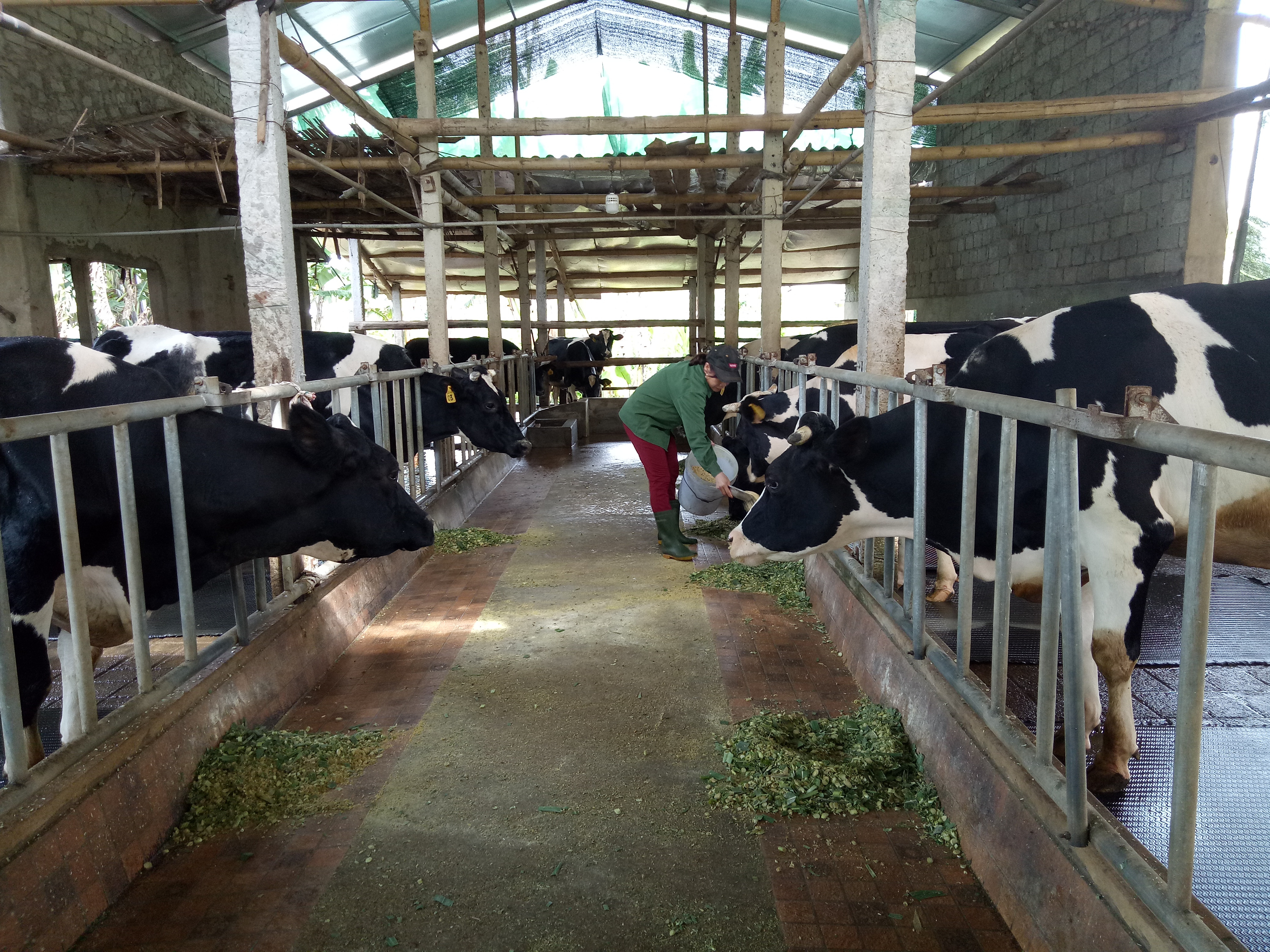 Phong trào nuôi bò sữa ở thị xã Thái Hòa phát triển mạnh trong những năm gân đây. Ảnh: Quang Huy