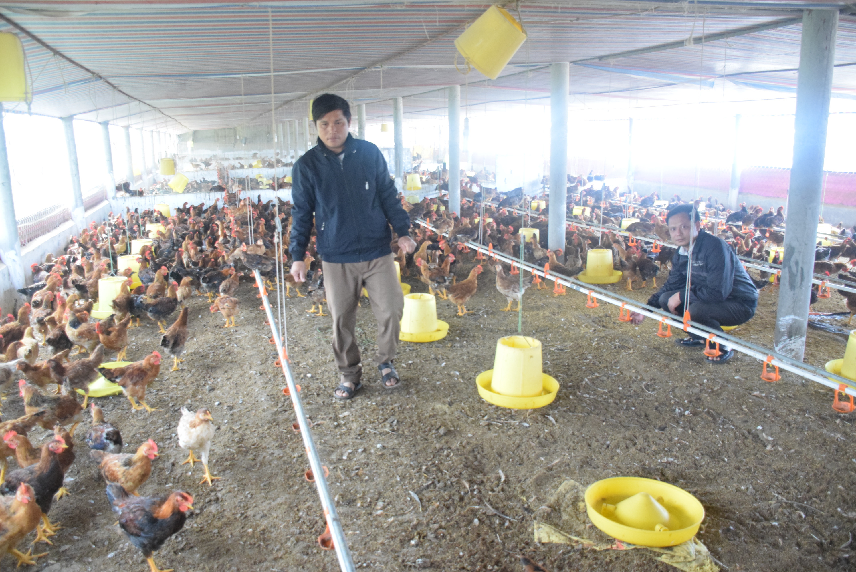 Trang trại gà quy mô 4.600 con của anh Cao Văn Thành, xóm 2a, xã Diễn Trung (Diễn Châu). Ảnh: Xuân Hoàng